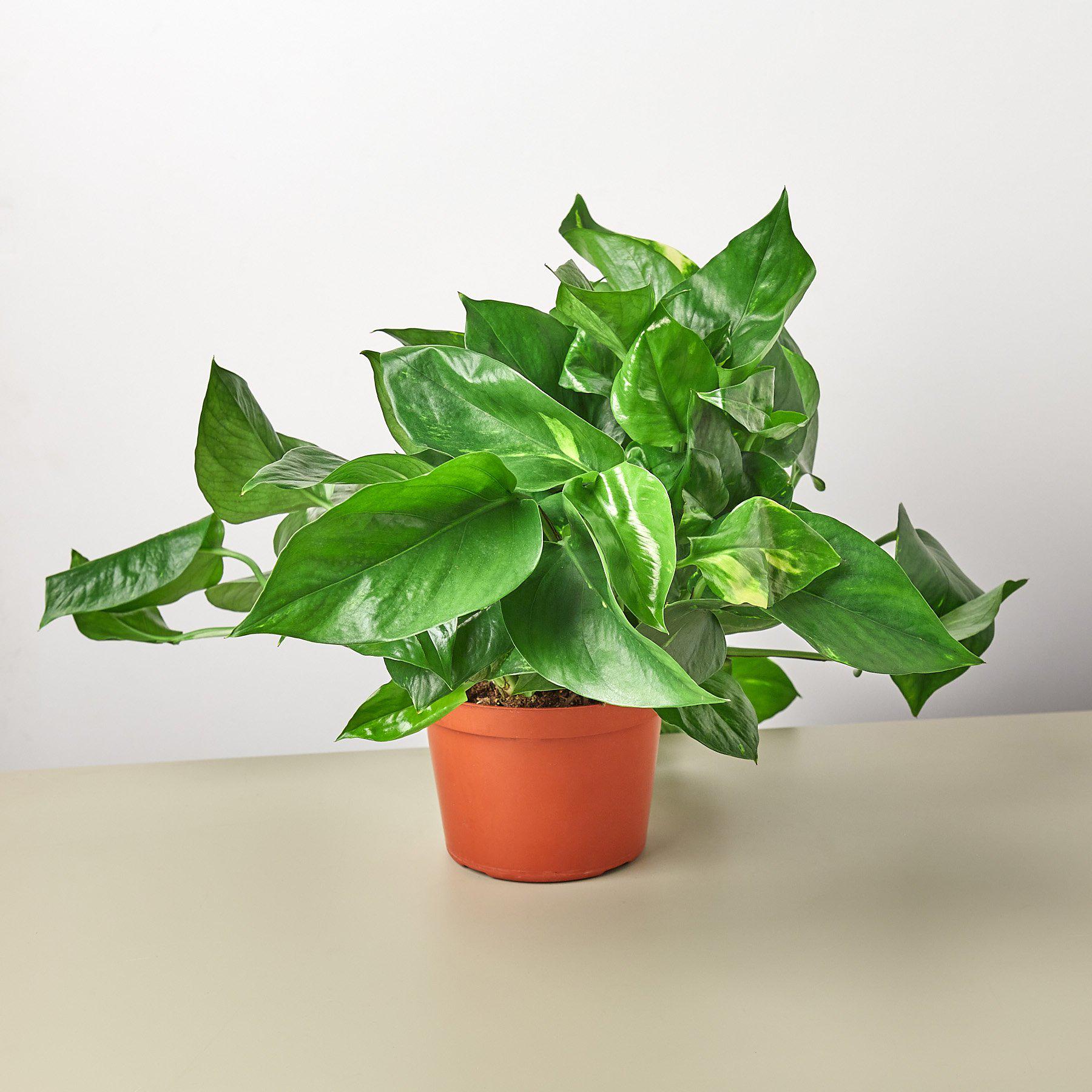 pothos retombant Pothos Golden Live Plant, 6" Pot