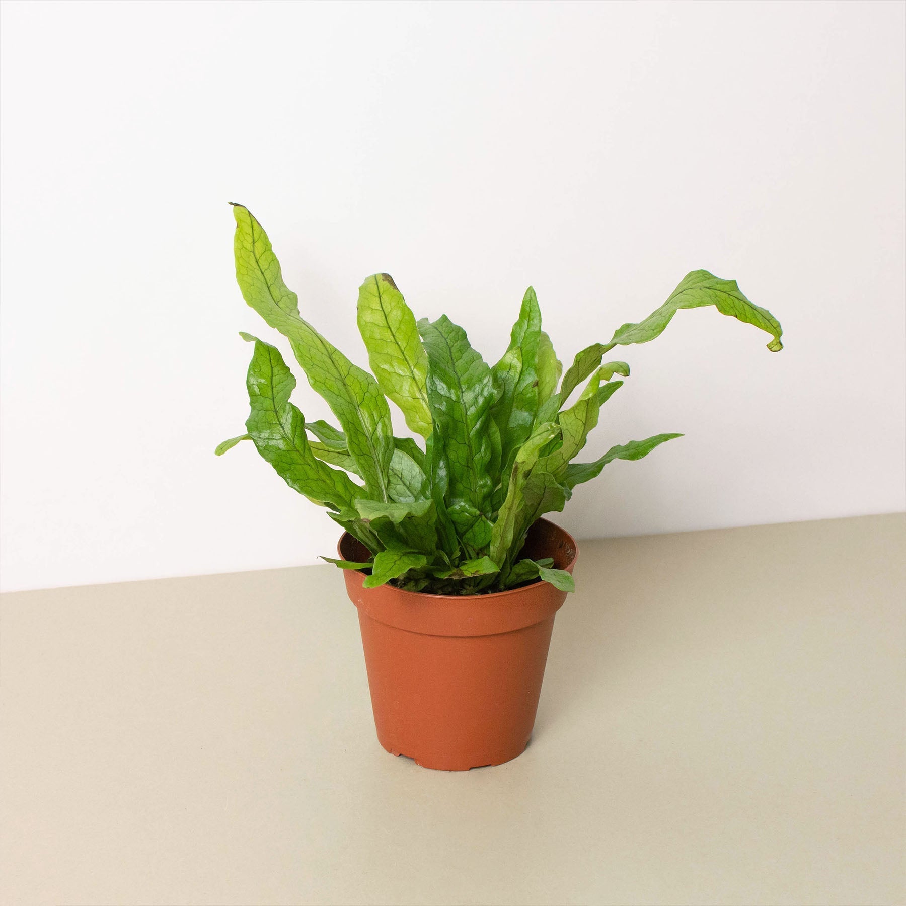crocodile plant pot House Plant Shop: Fern 'Crocodile' – Retold Recycling