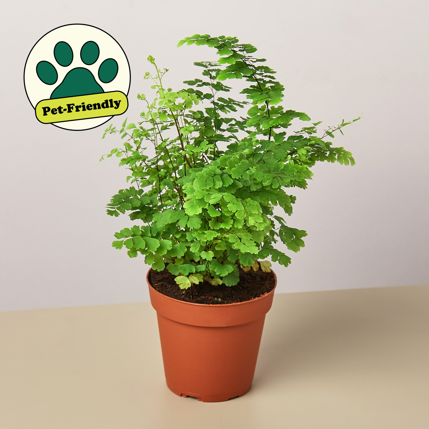 house fern plant House Plant Shop Maidenhair Fern – Retold Recycling