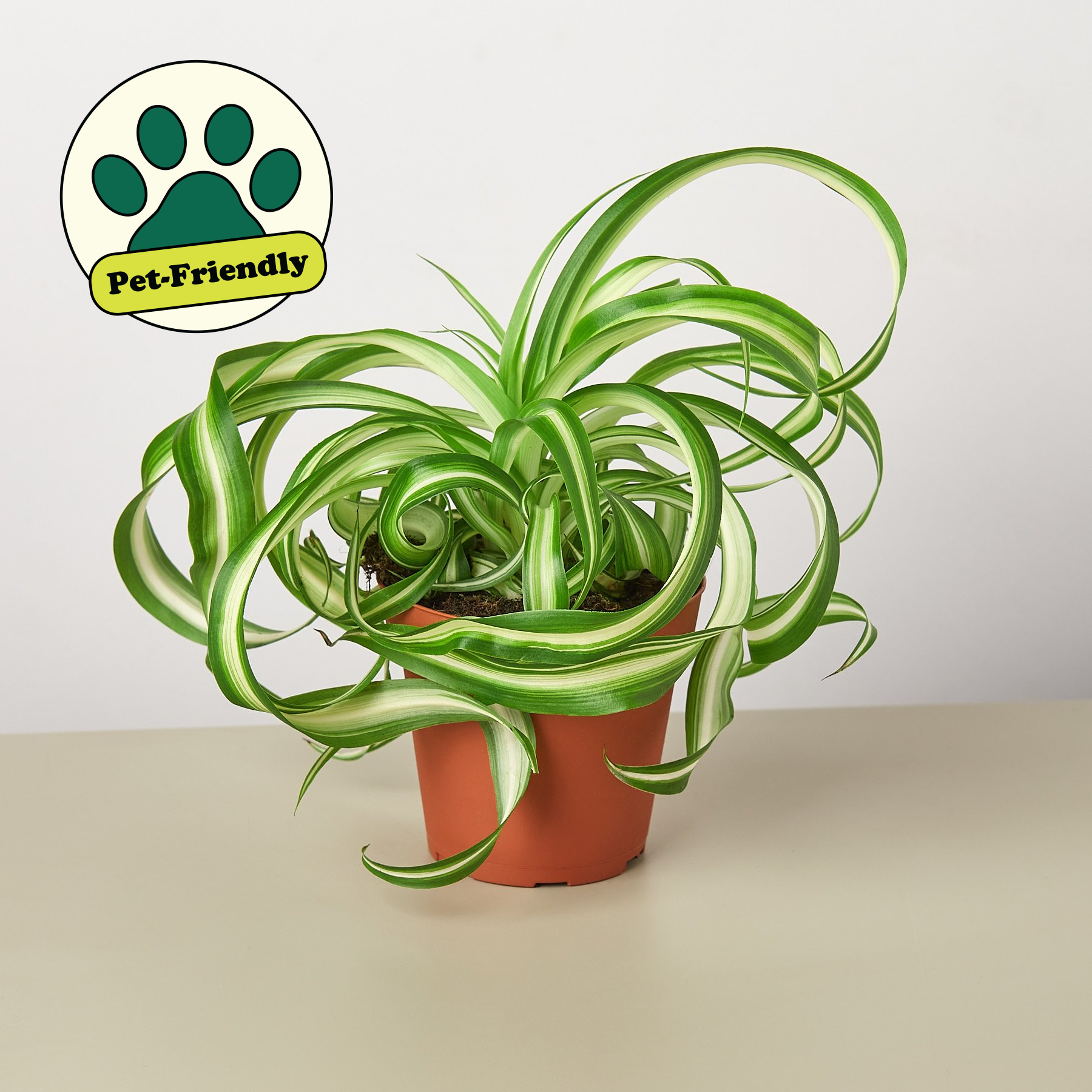 where to buy spider plant House Plant Shop Spider Plant 'Bonnie' – Retold Recycling