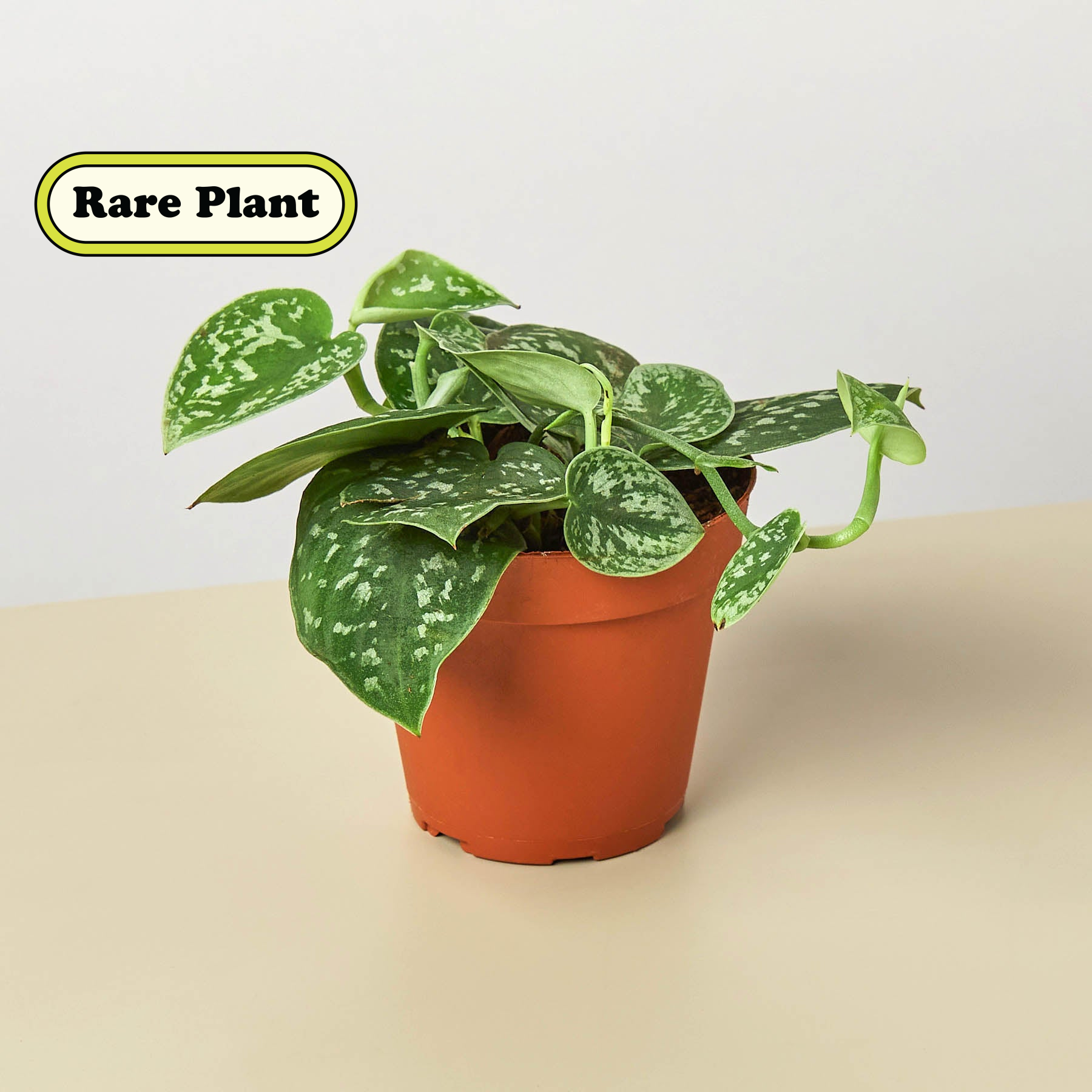 buy pothos House Plant Shop Pothos 'Satin' – Retold Recycling