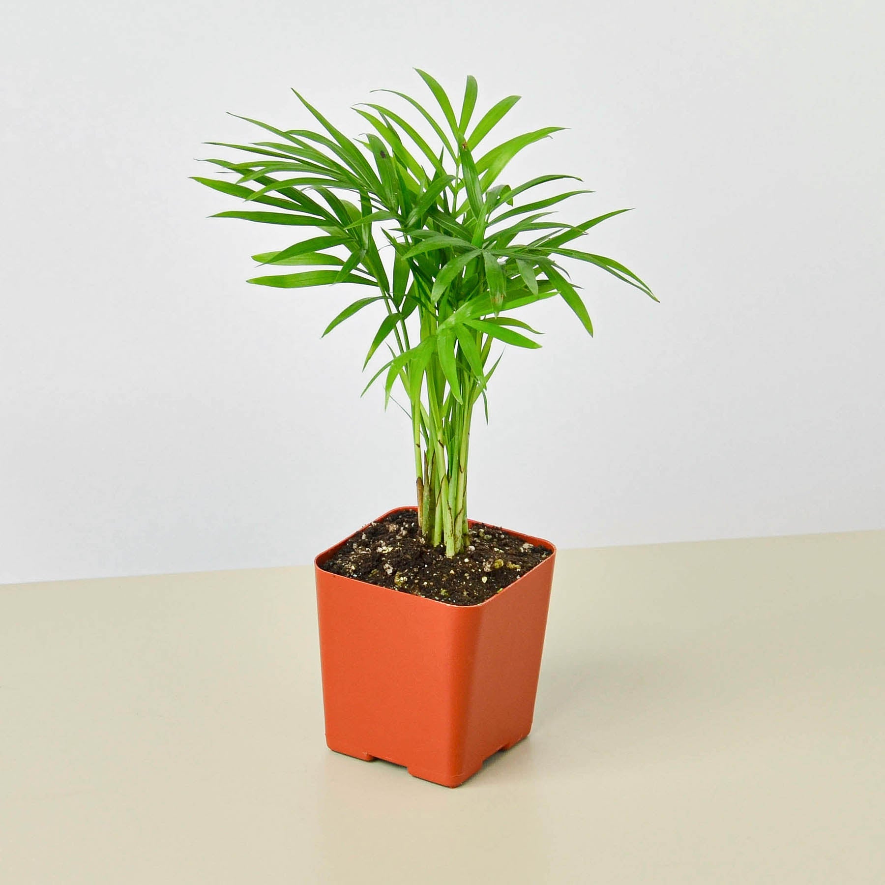 House Plant Shop: Parlor Palm