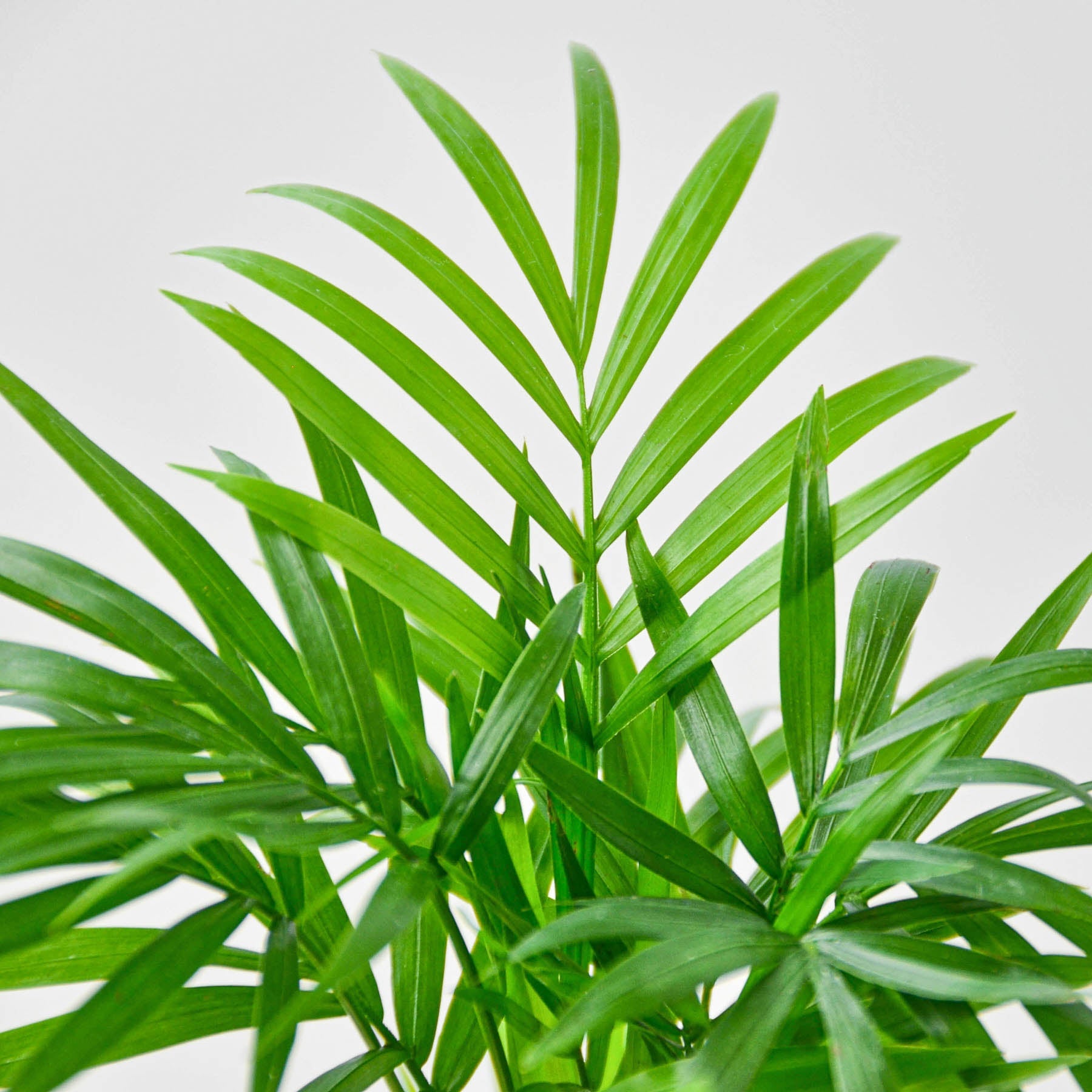 House Plant Shop: Parlor Palm
