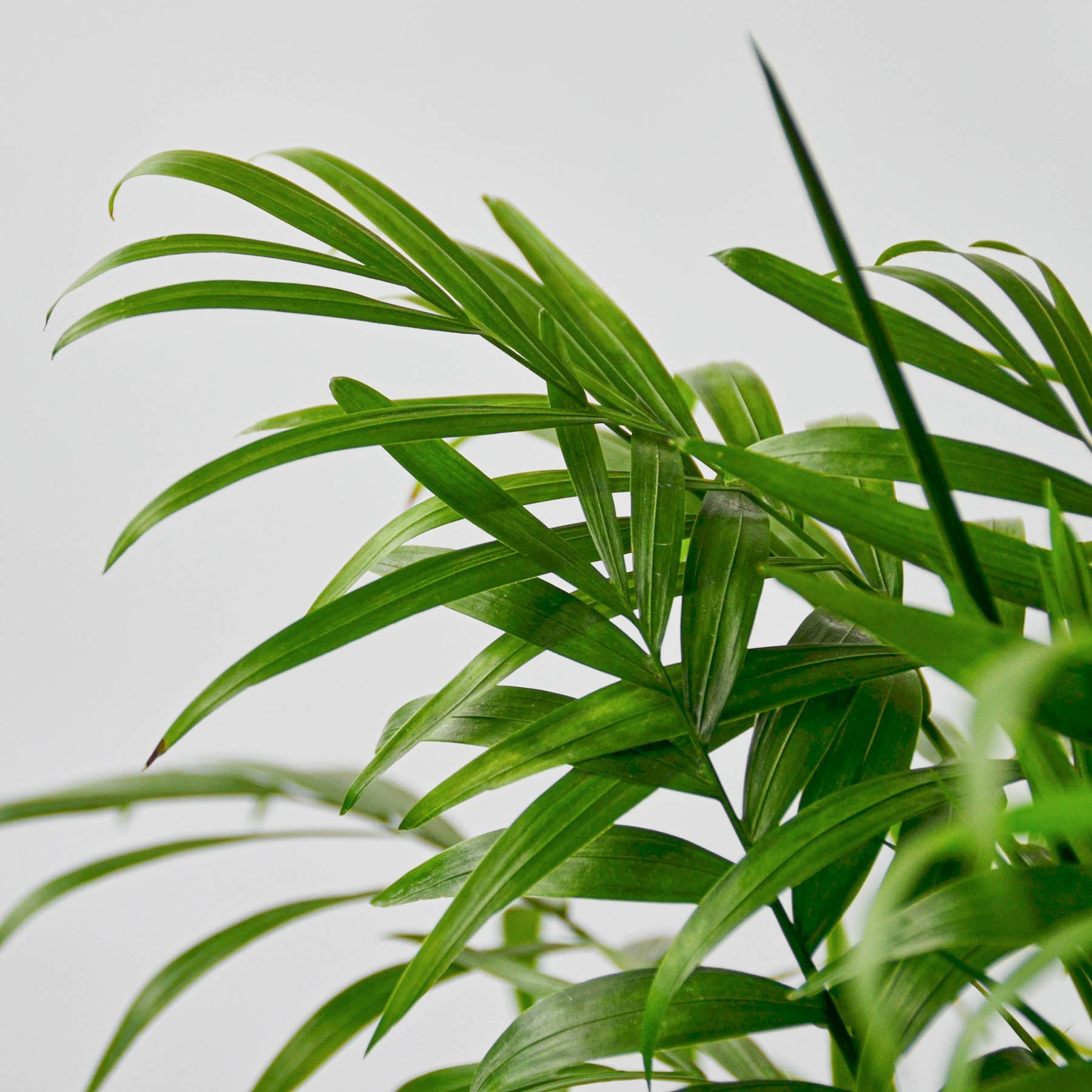 House Plant Shop: Parlor Palm
