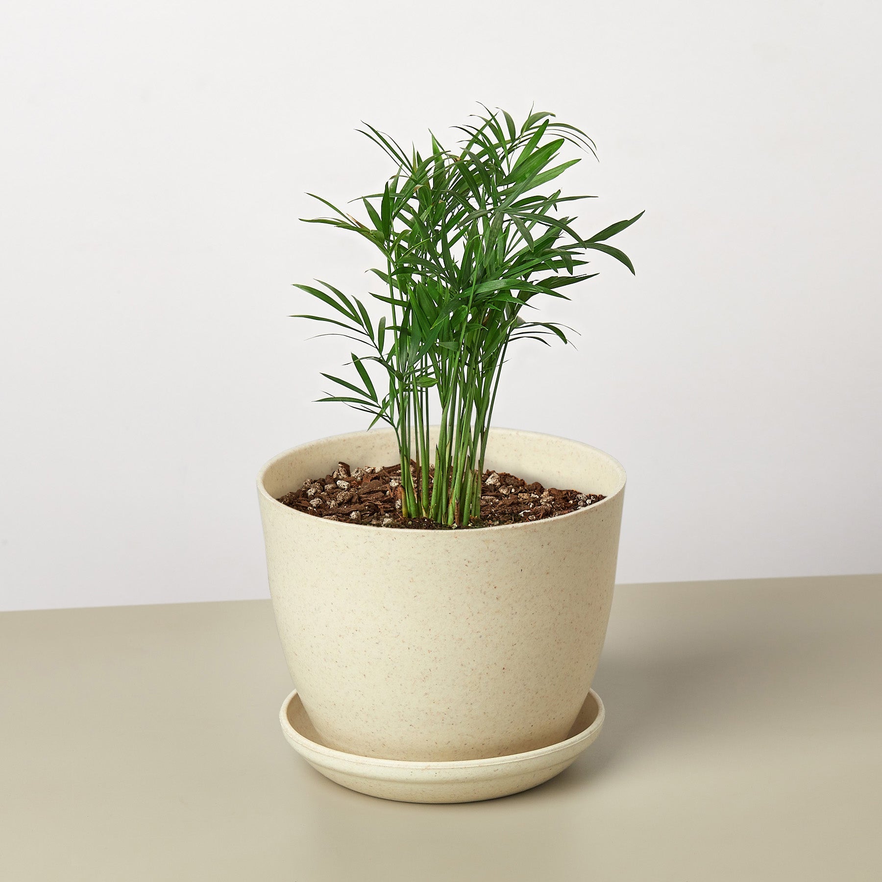 House Plant Shop: Parlor Palm