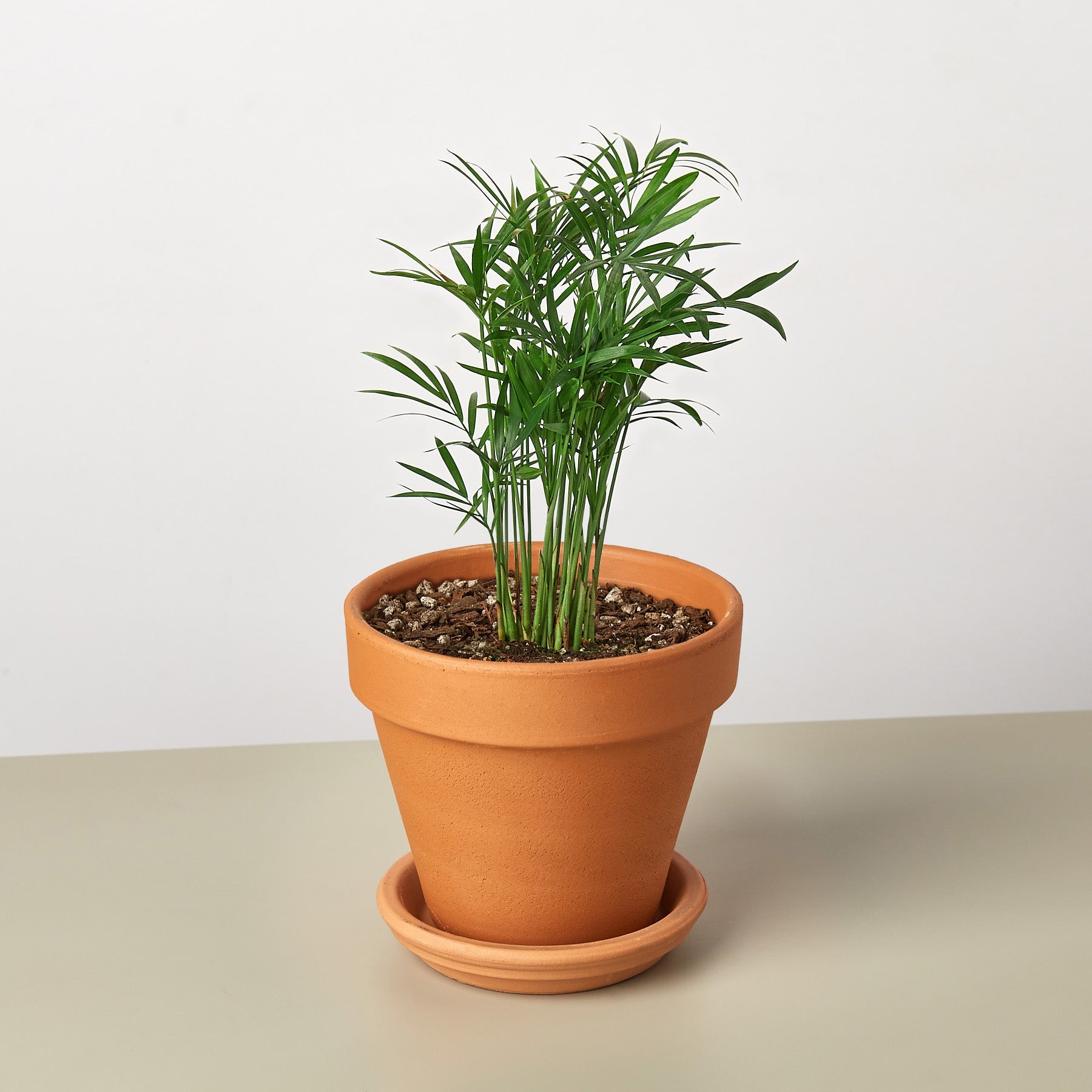 House Plant Shop: Parlor Palm