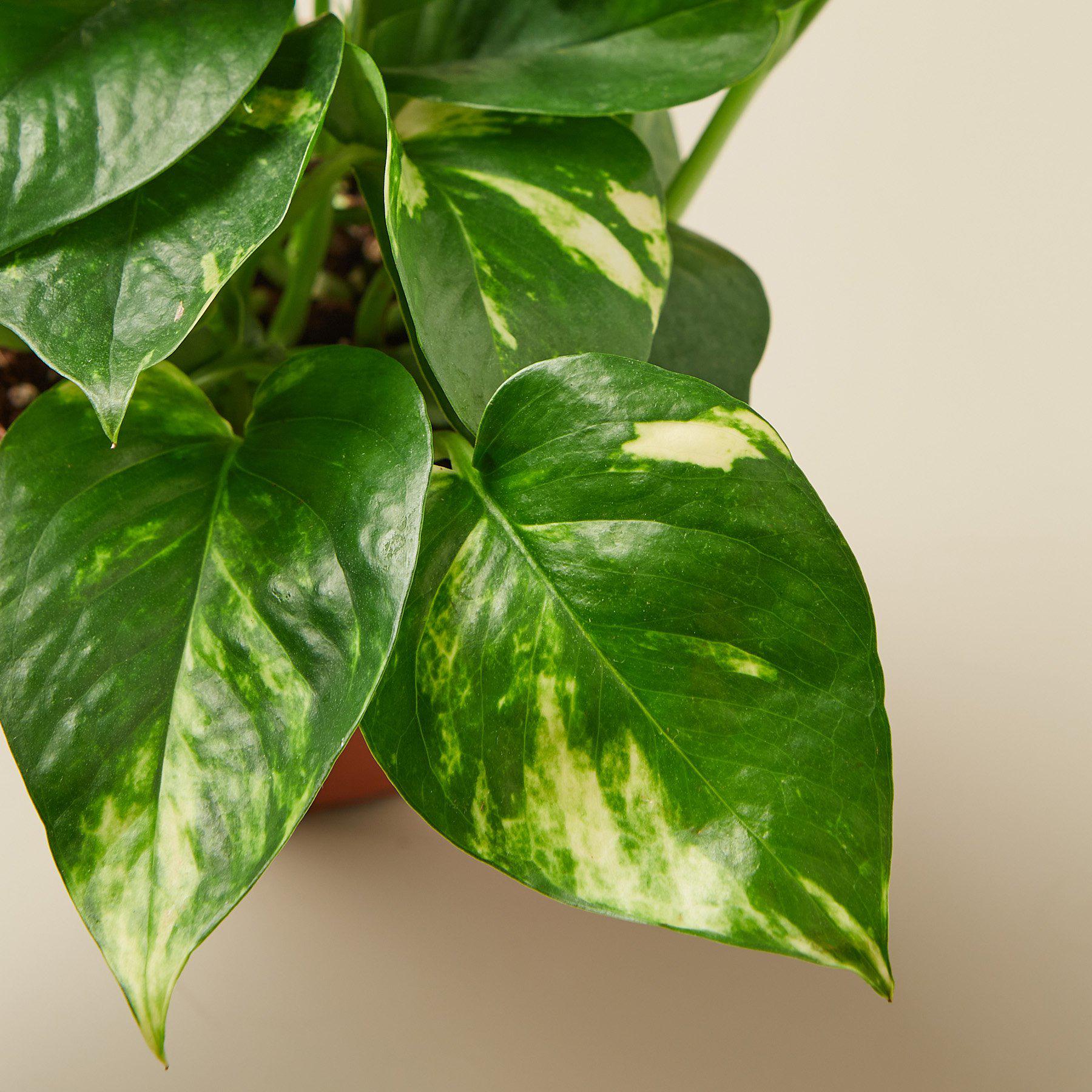 House Plant Shop Pothos 'Golden'