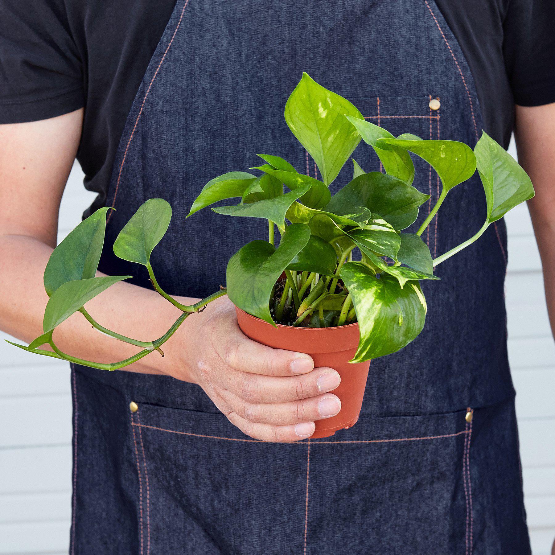 golden pothos plant for sale Pothos Golden Live Plant, 6" Pot
