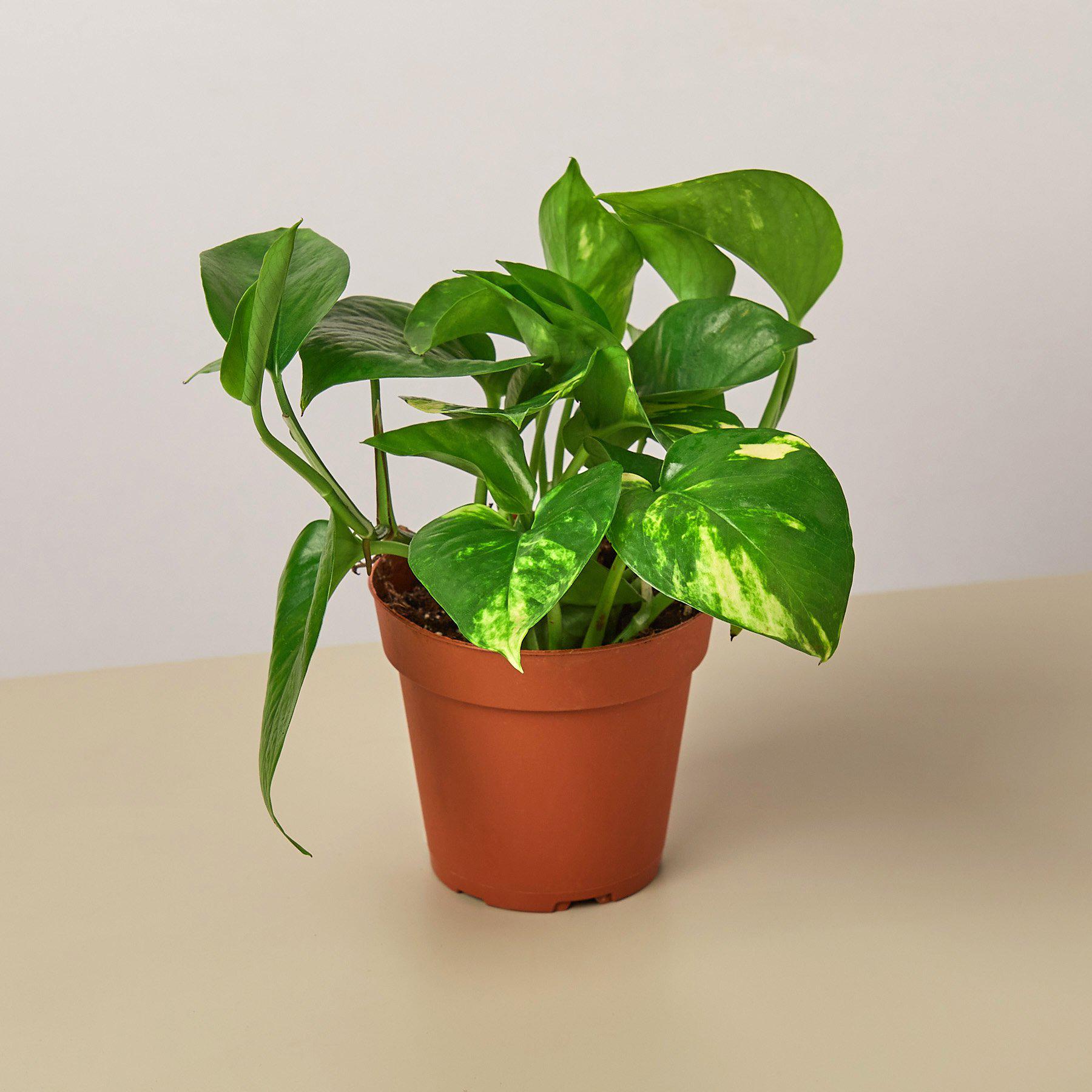 House Plant Shop Pothos 'Golden'