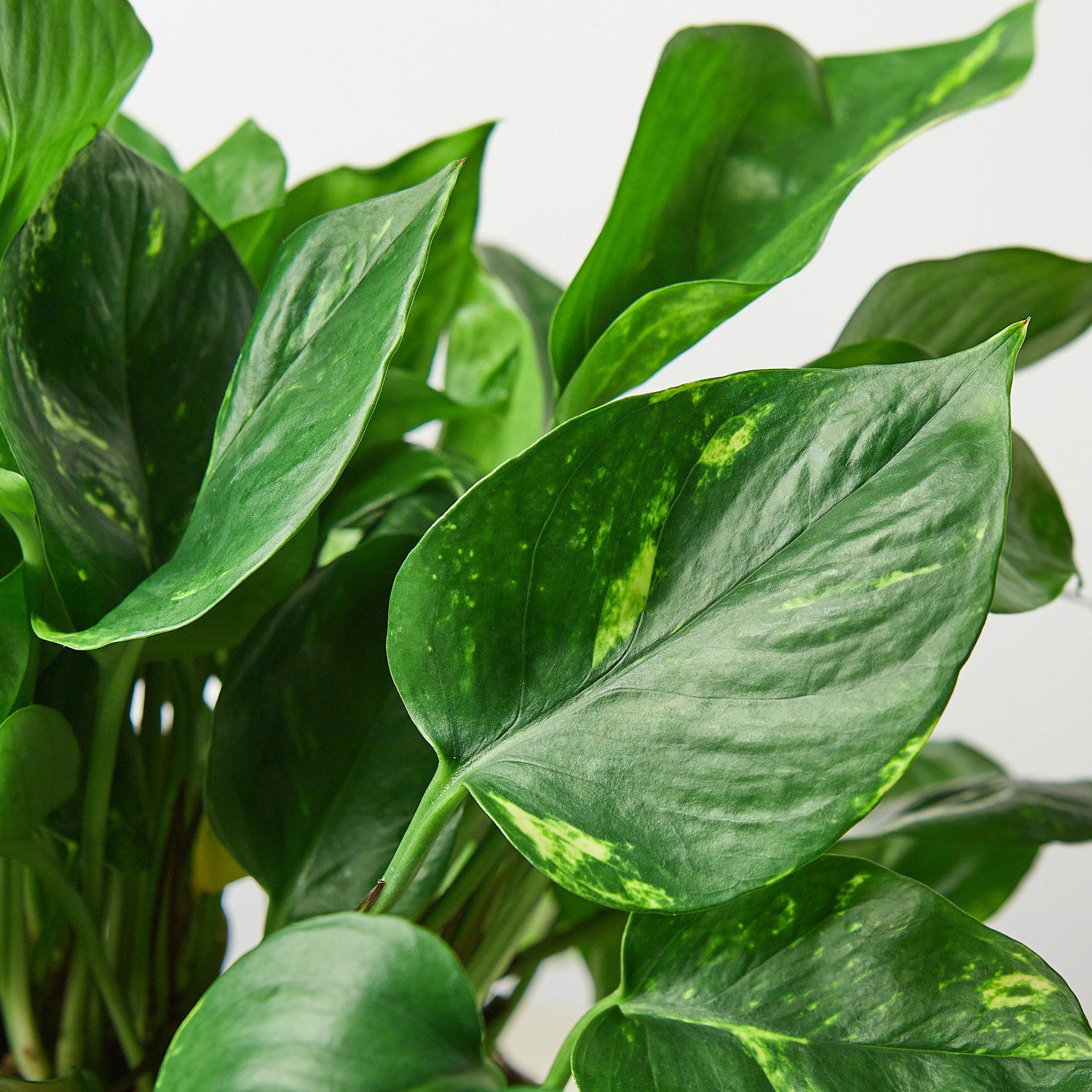 pothos doré Pothos Golden Live Plant, 6" Pot
