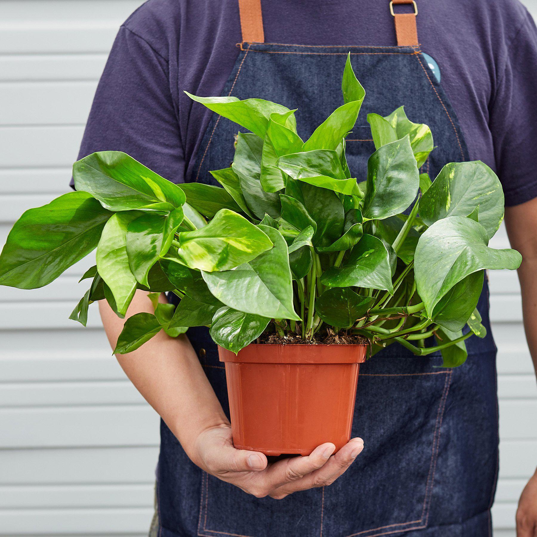 House Plant Shop Pothos 'Golden'
