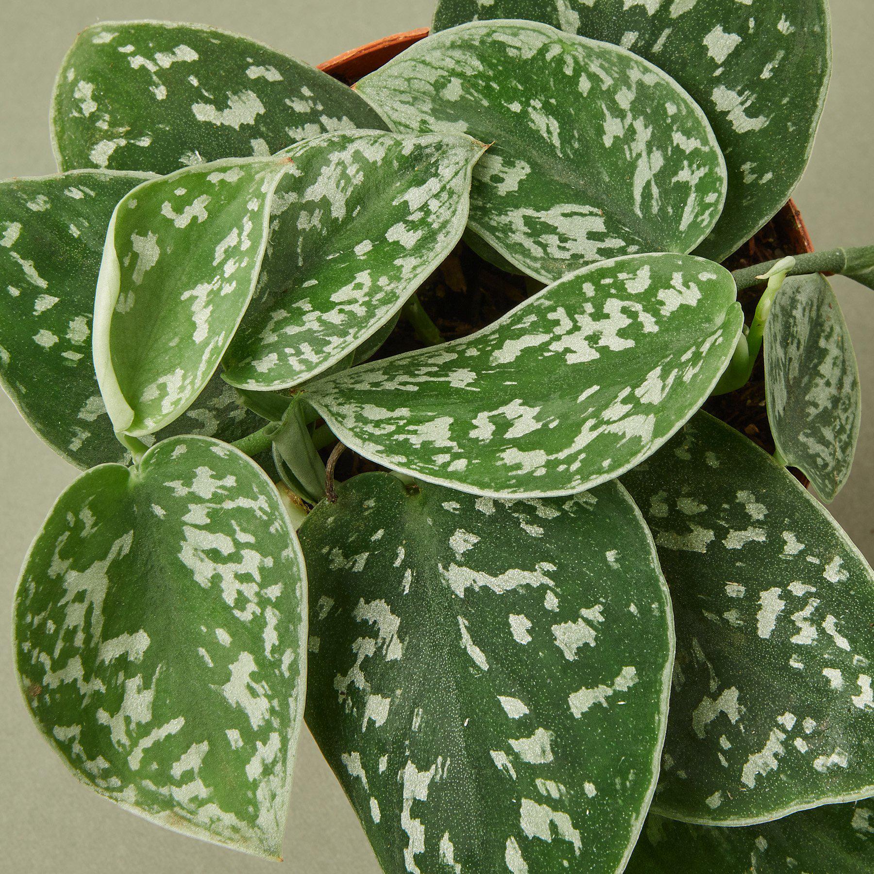 satin pothos online Pothos 'Satin' 3" Pot / Nursery Pot
