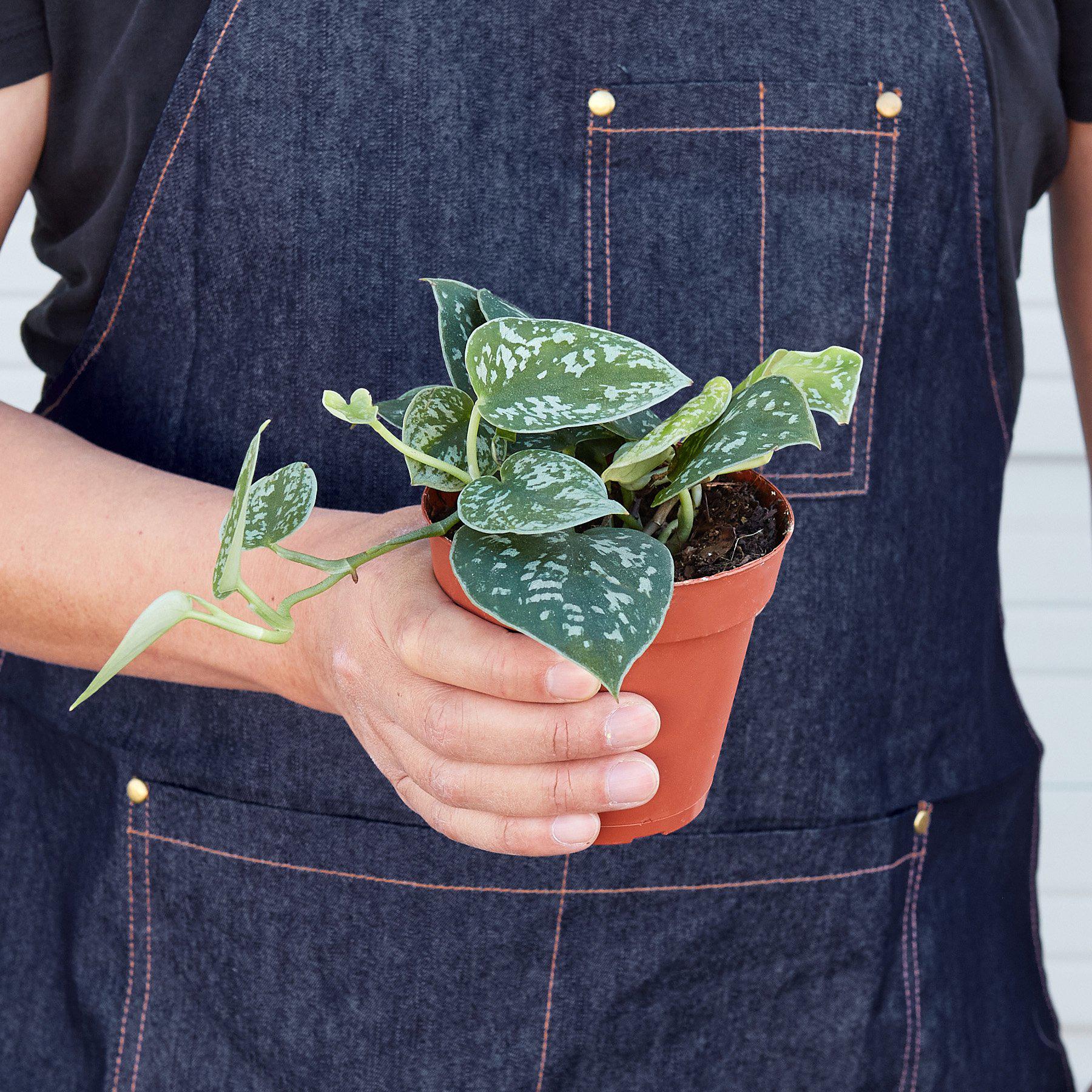 pothos plant shop Pothos 'Satin' 3" Pot / Nursery Pot