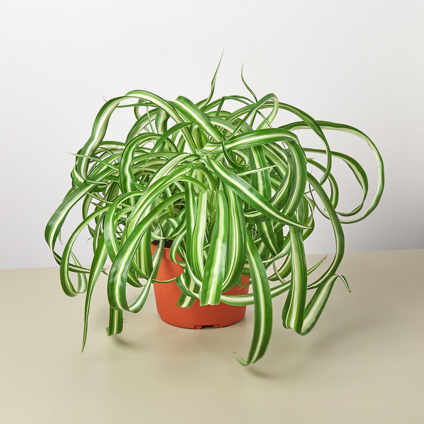 bonnie curly spider plant for sale House Plant Shop Spider Plant 'Bonnie' – Retold Recycling
