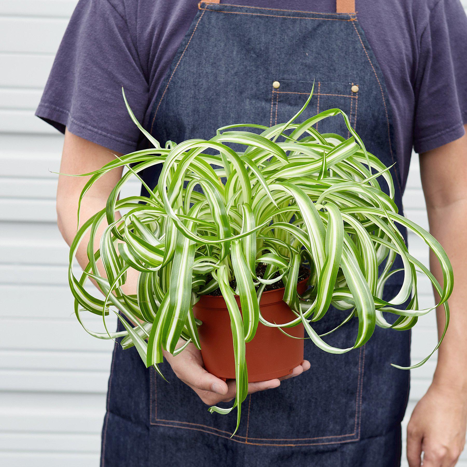 spider plant shop House Plant Shop Spider Plant 'Bonnie' – Retold Recycling