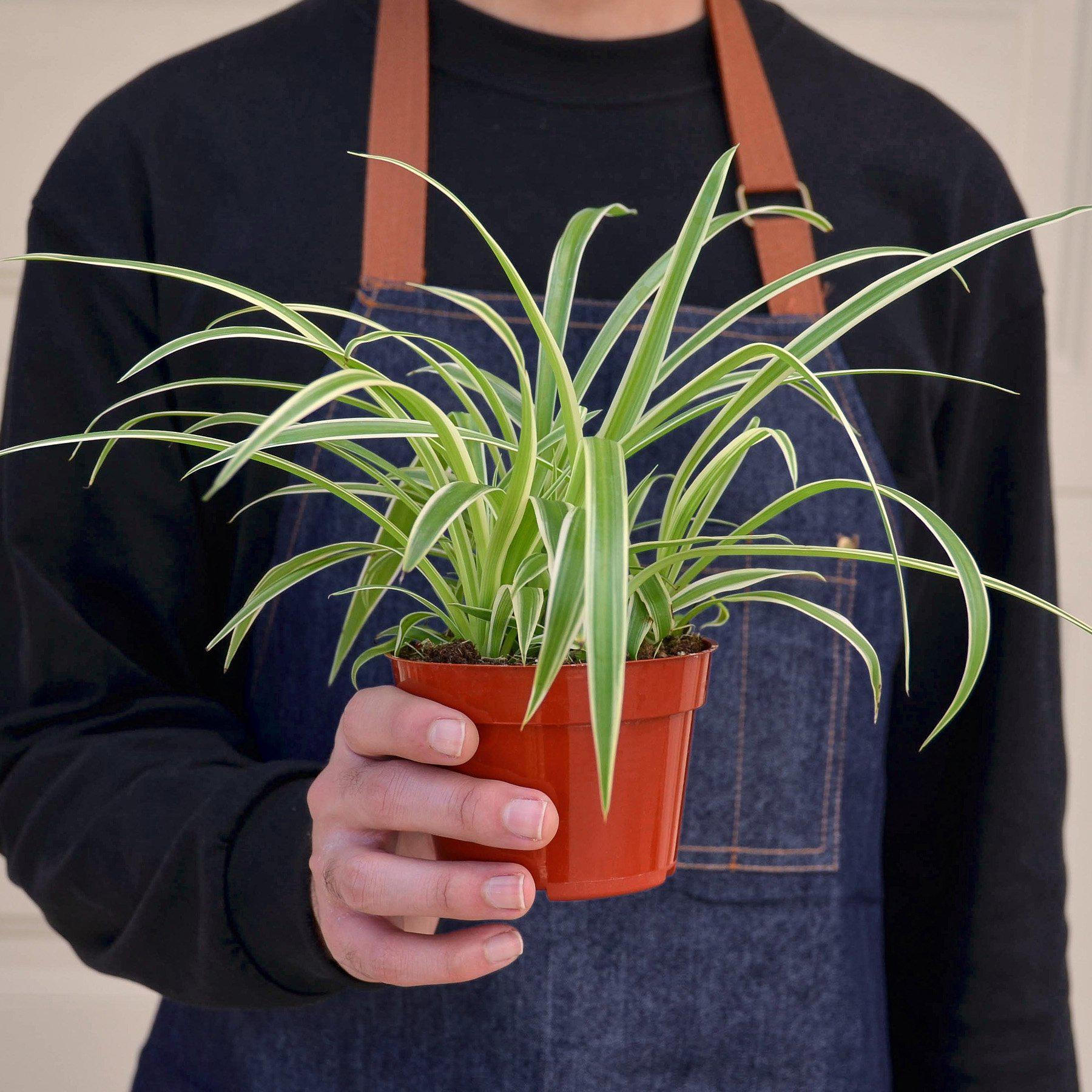 spider plant rescue House Plant Shop Spider Plant 'Reverse' – Retold Recycling