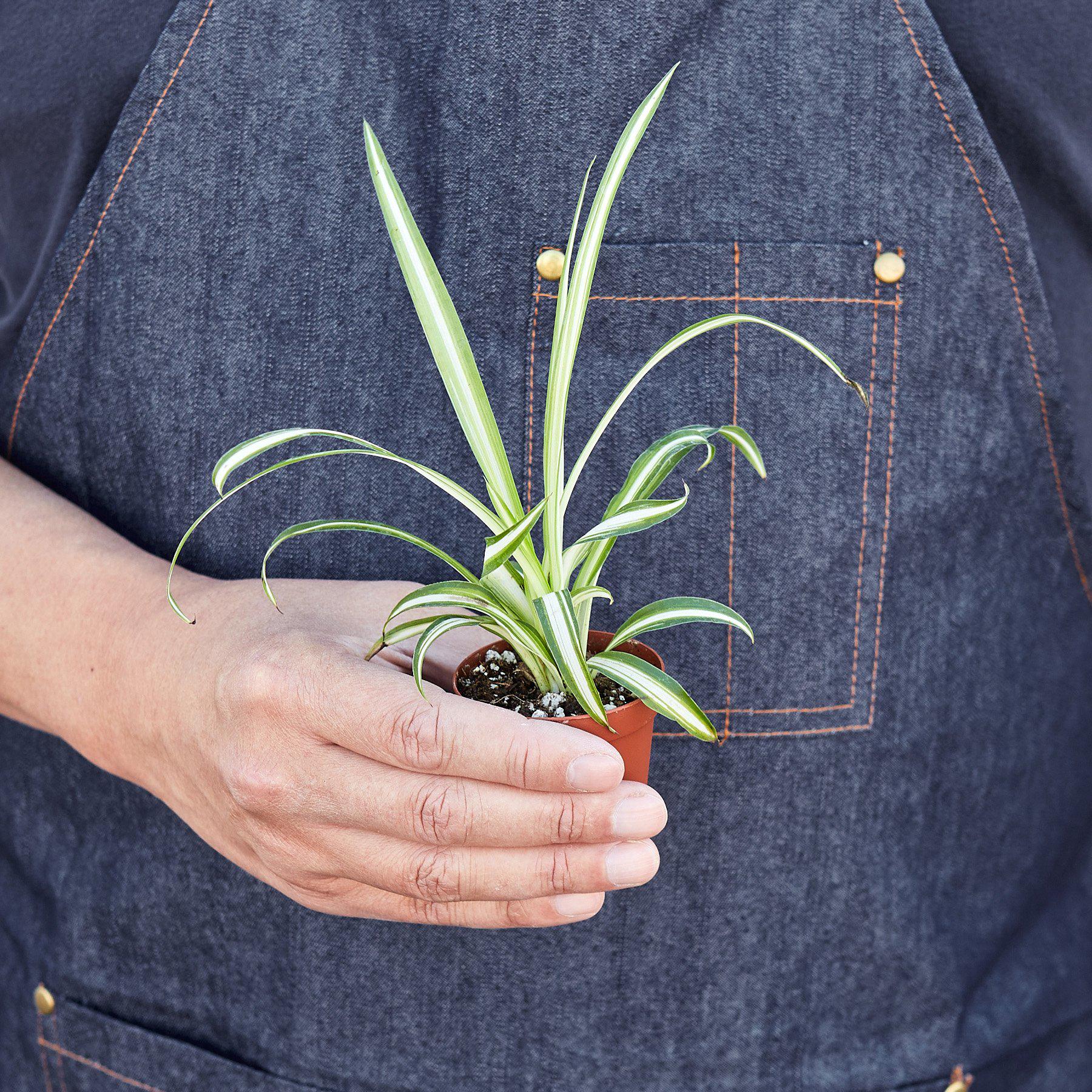 spider plant shop House Plant Shop Spider Plant 'Reverse' – Retold Recycling