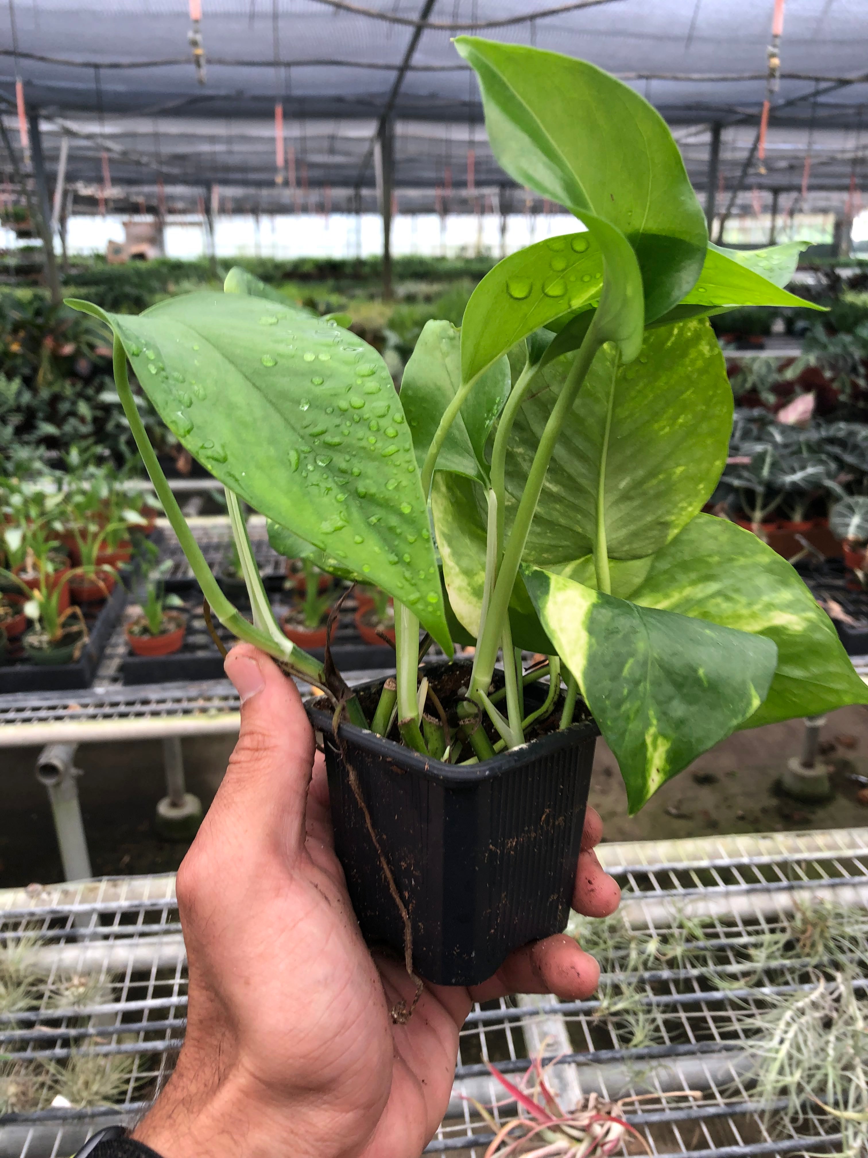 House Plant Shop Pothos 'Golden'