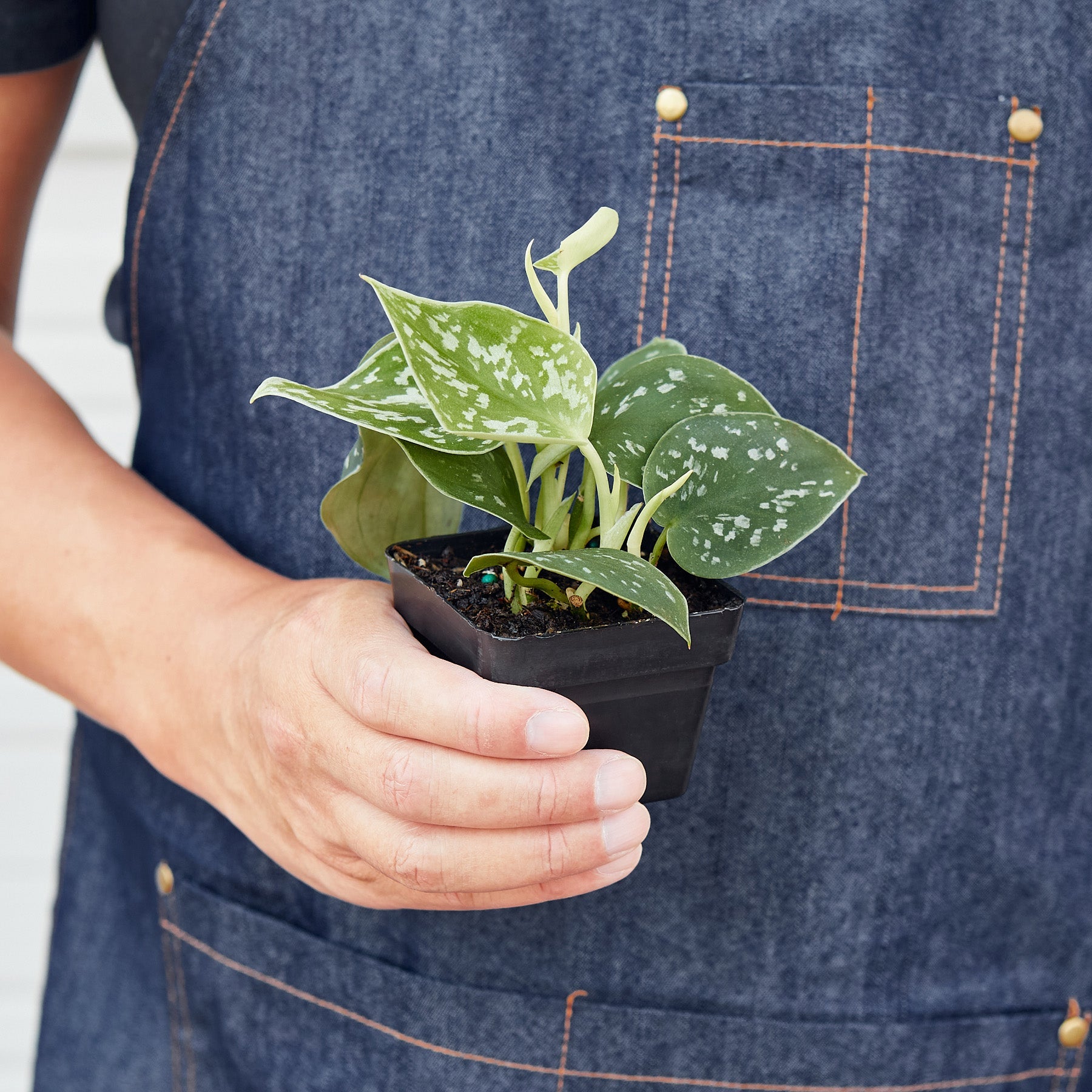 buy satin pothos Pothos 'Satin' 3" Pot / Nursery Pot