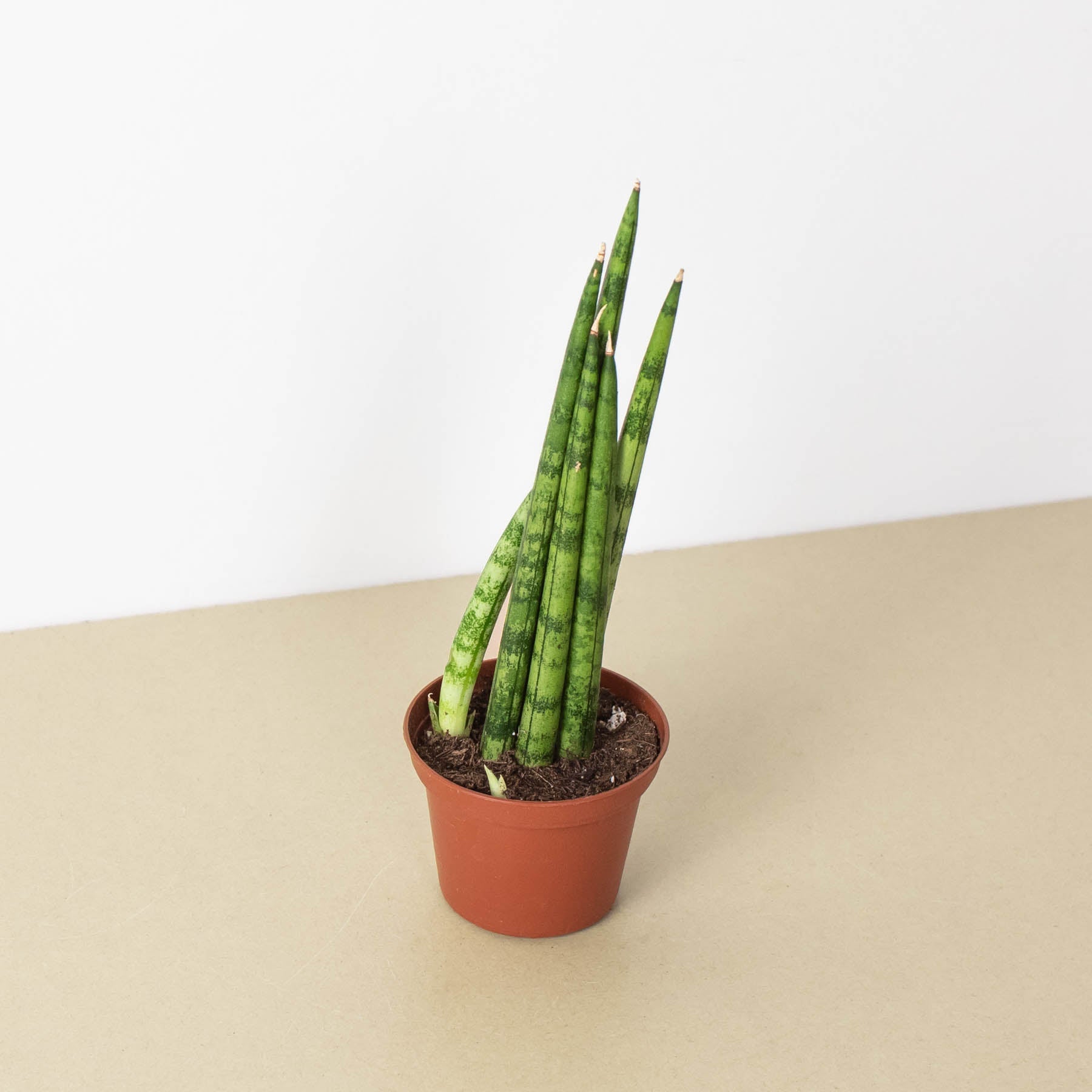 House Plant Shop: Snake Plant 'Cylindrica'