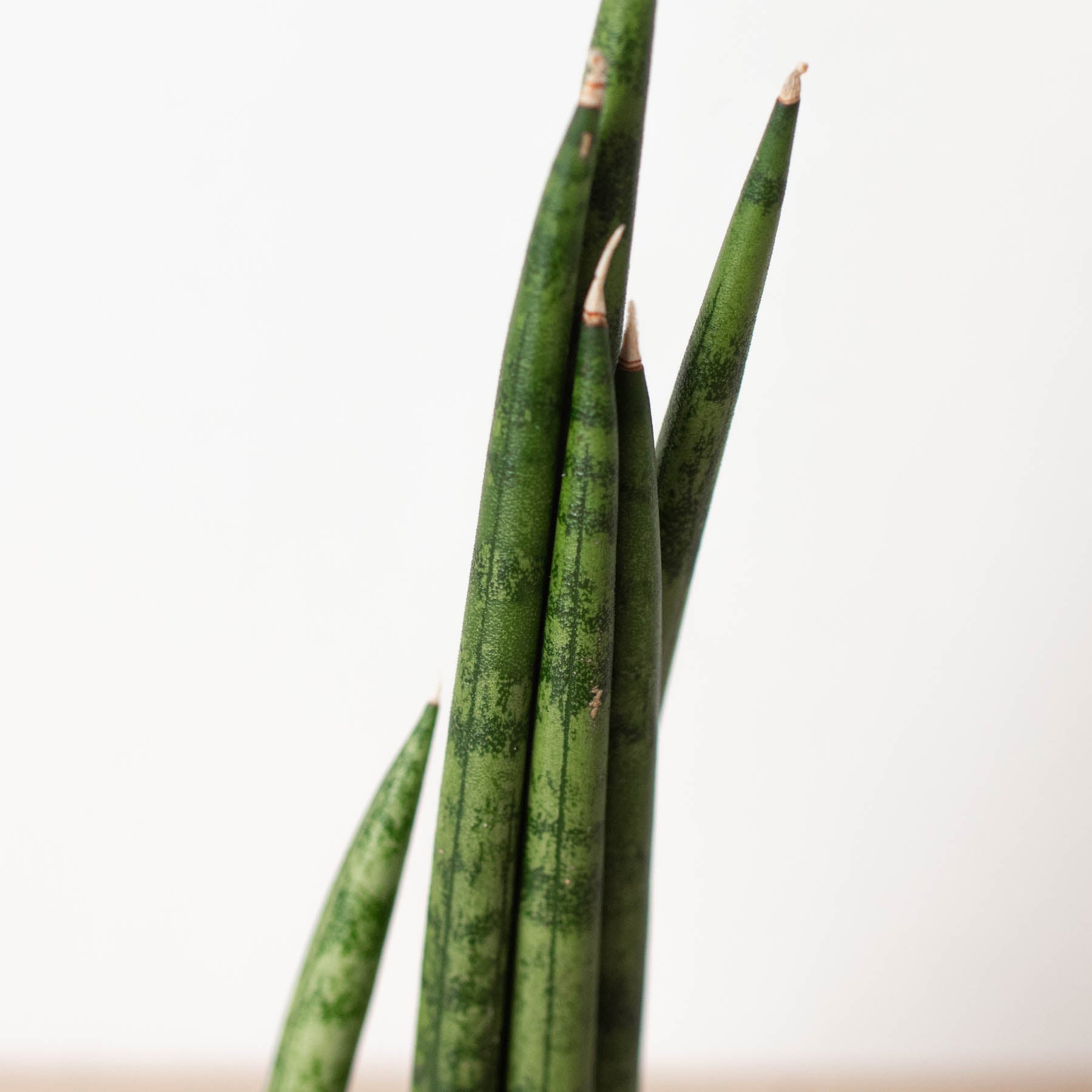House Plant Shop: Snake Plant 'Cylindrica'