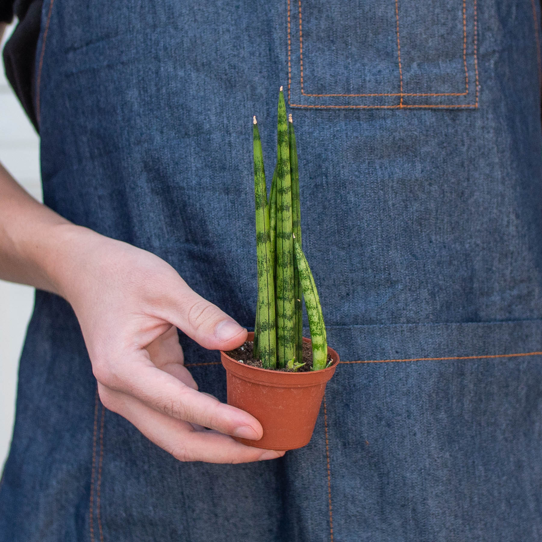 House Plant Shop: Snake Plant 'Cylindrica'