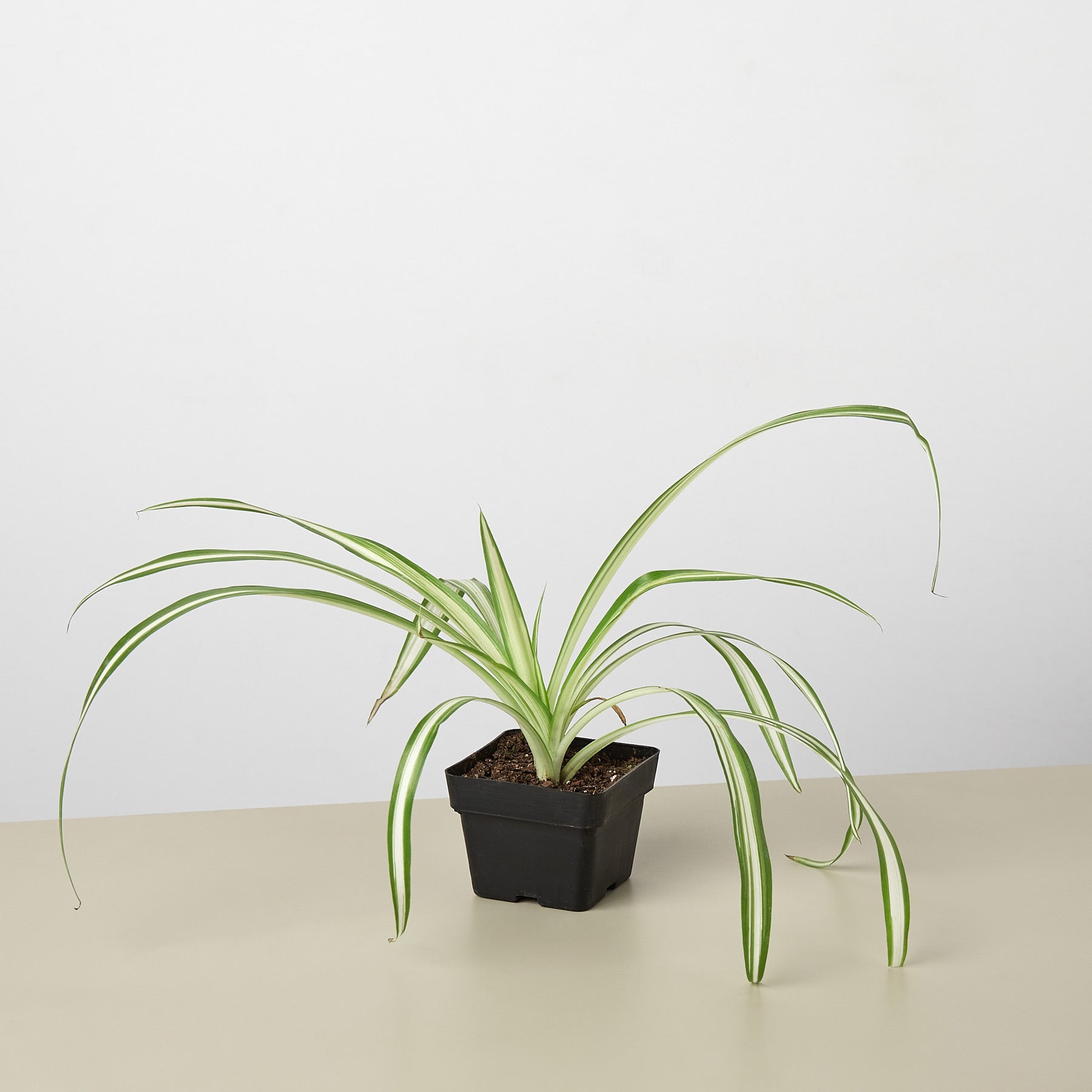 spider plant rescue House Plant Shop Spider Plant 'Reverse' – Retold Recycling