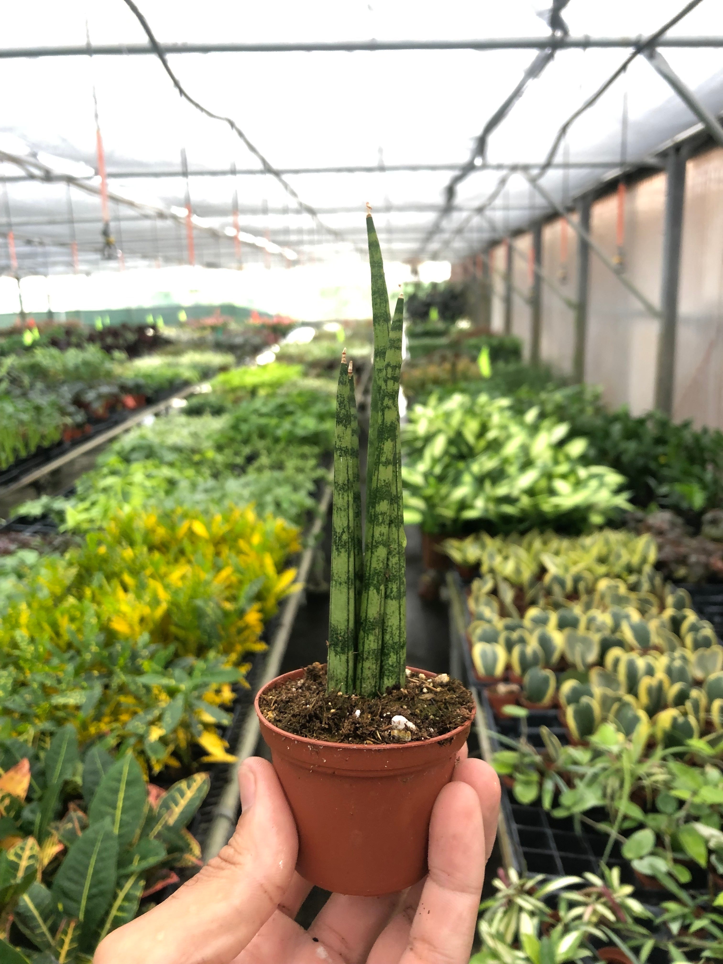 House Plant Shop: Snake Plant 'Cylindrica'