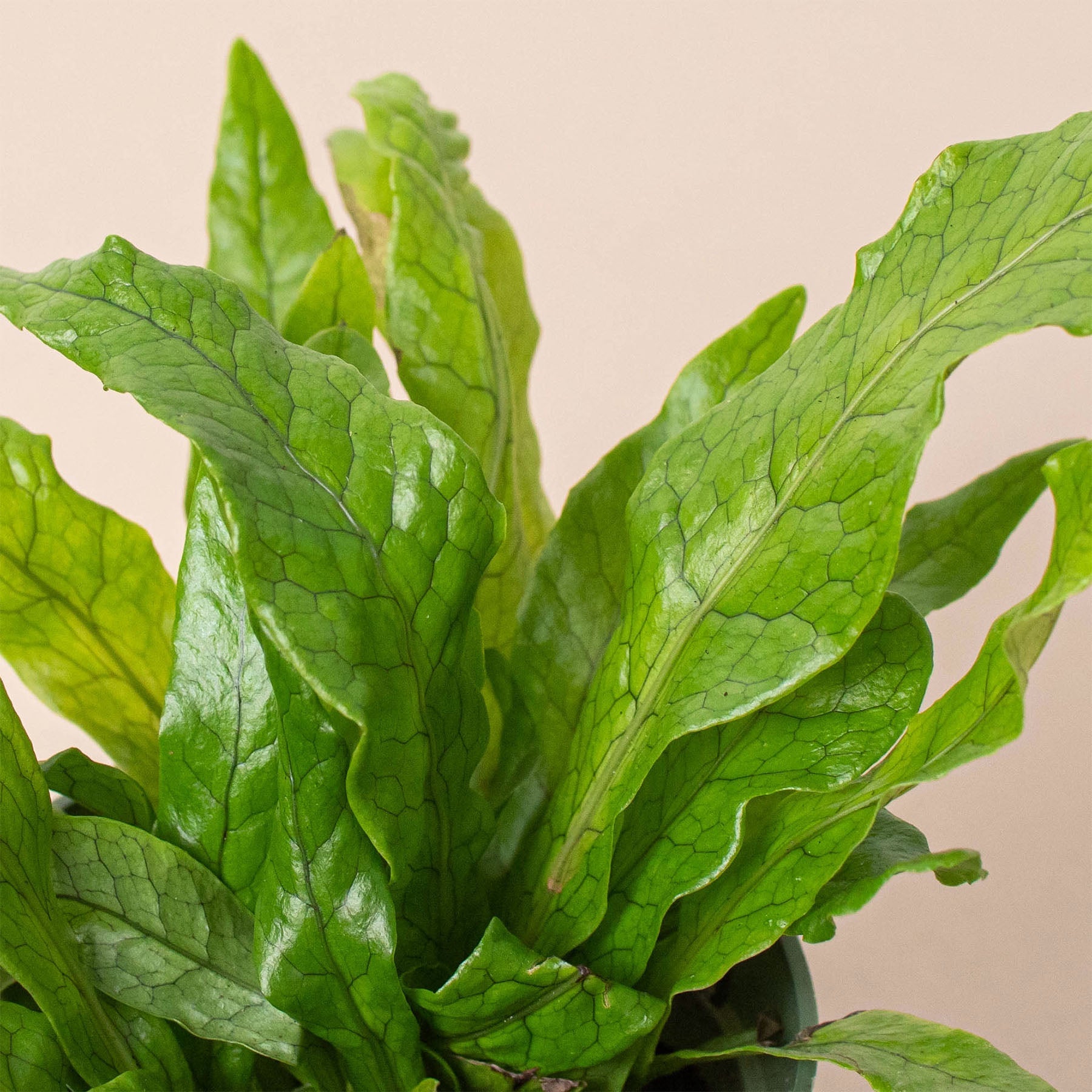 House Plant Shop: Fern 'Crocodile'