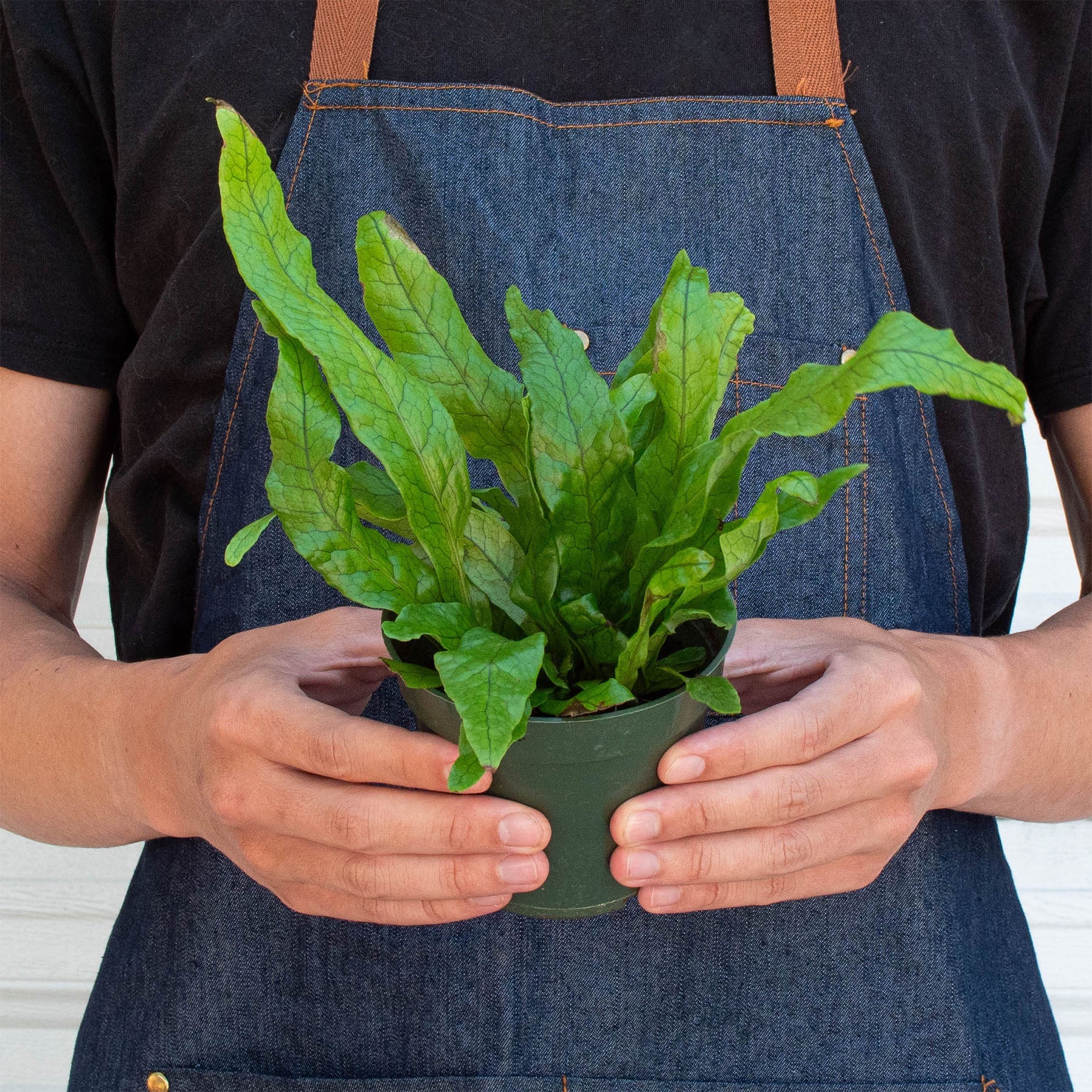 House Plant Shop: Fern 'Crocodile'