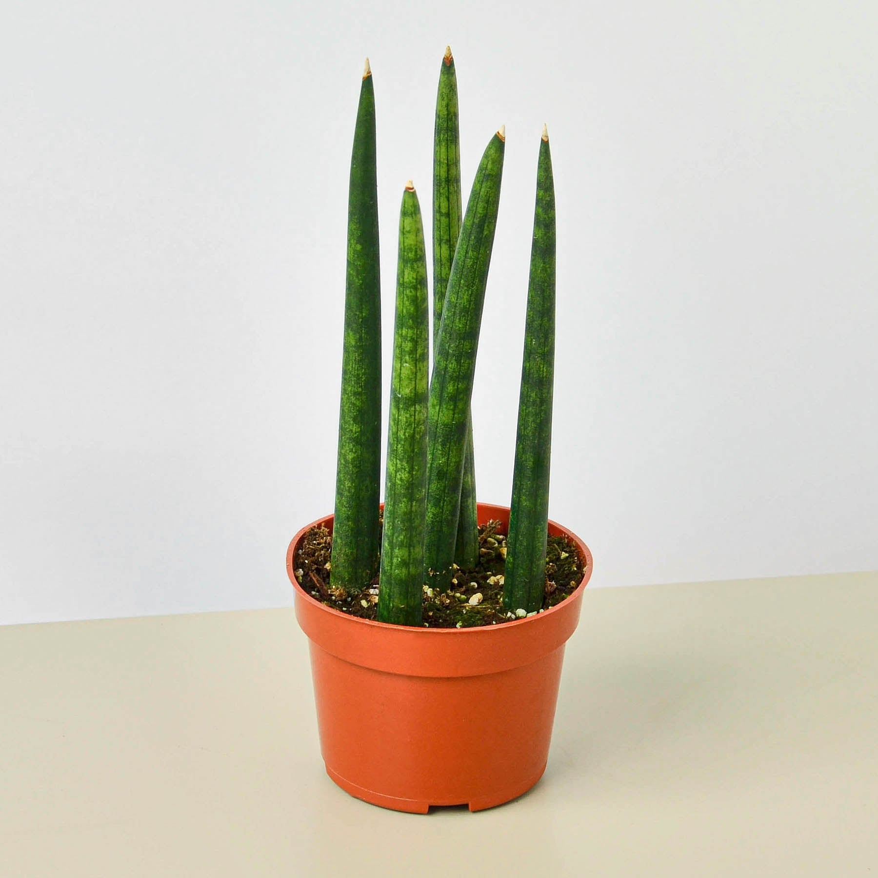 House Plant Shop: Snake Plant 'Cylindrica'