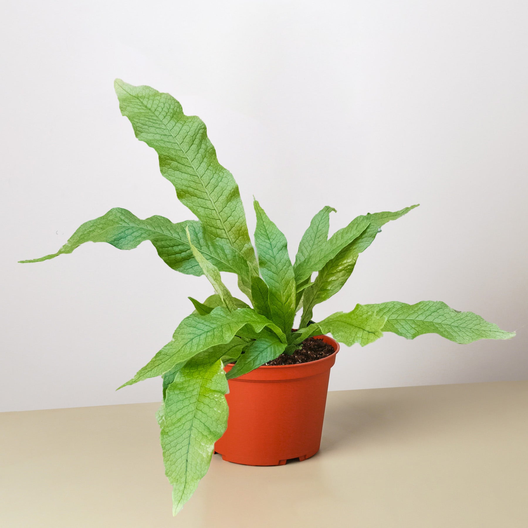 House Plant Shop: Fern 'Crocodile'