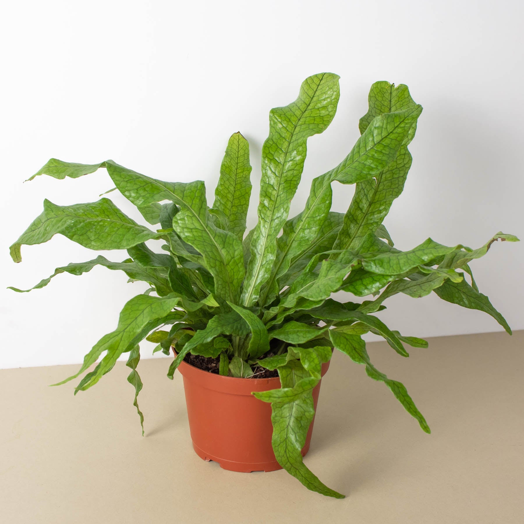 House Plant Shop: Fern 'Crocodile'