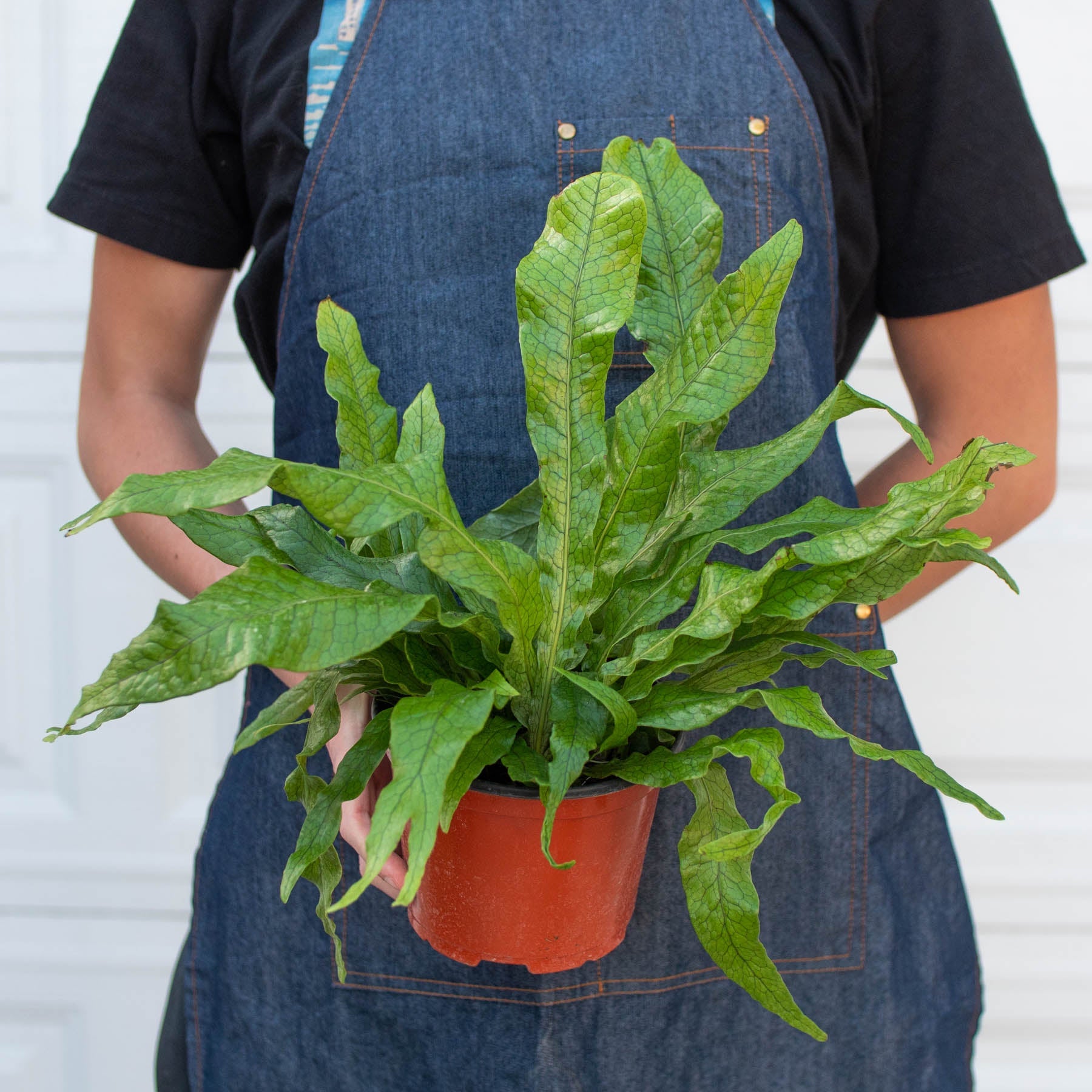 House Plant Shop: Fern 'Crocodile'