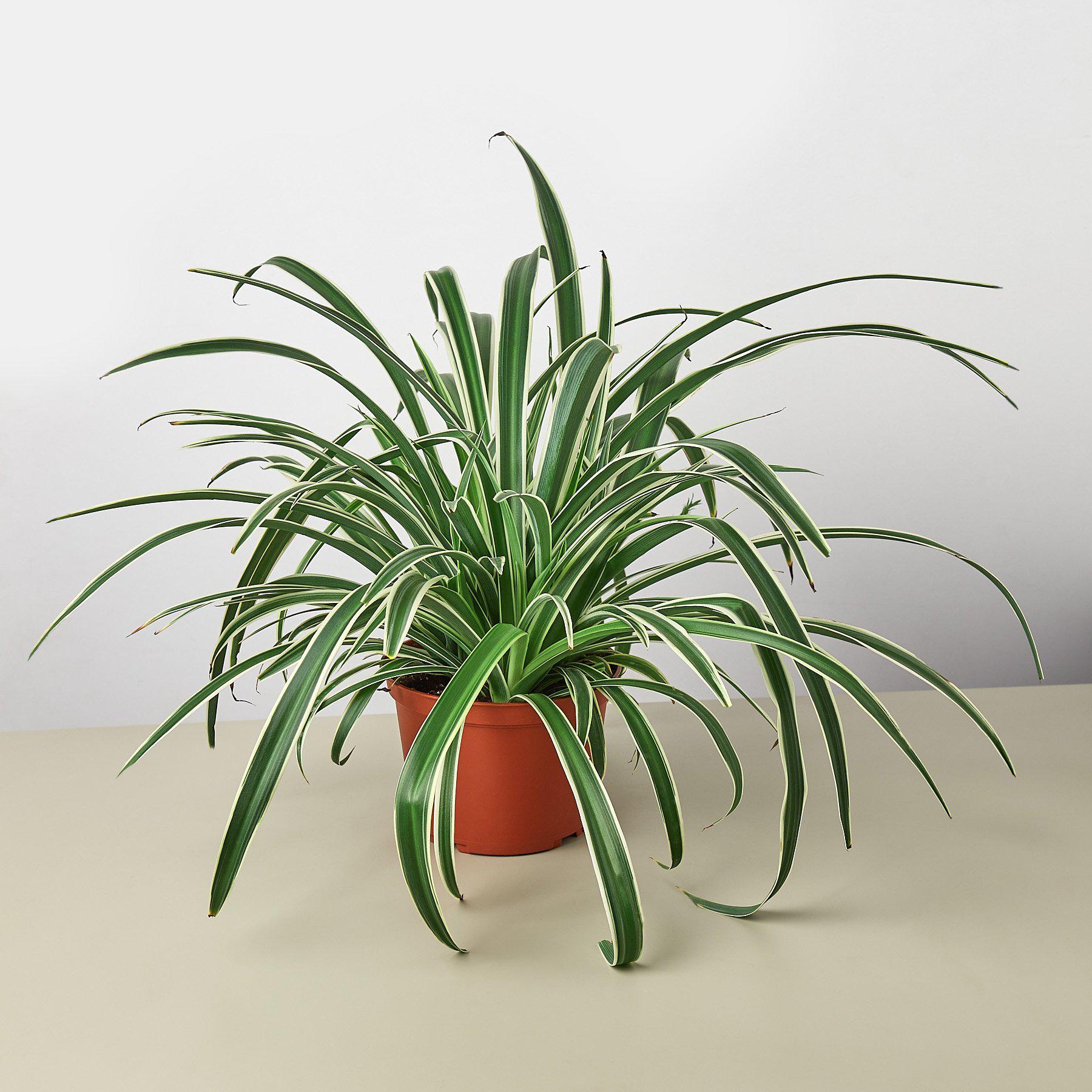 House Plant Shop Spider Plant 'Reverse'