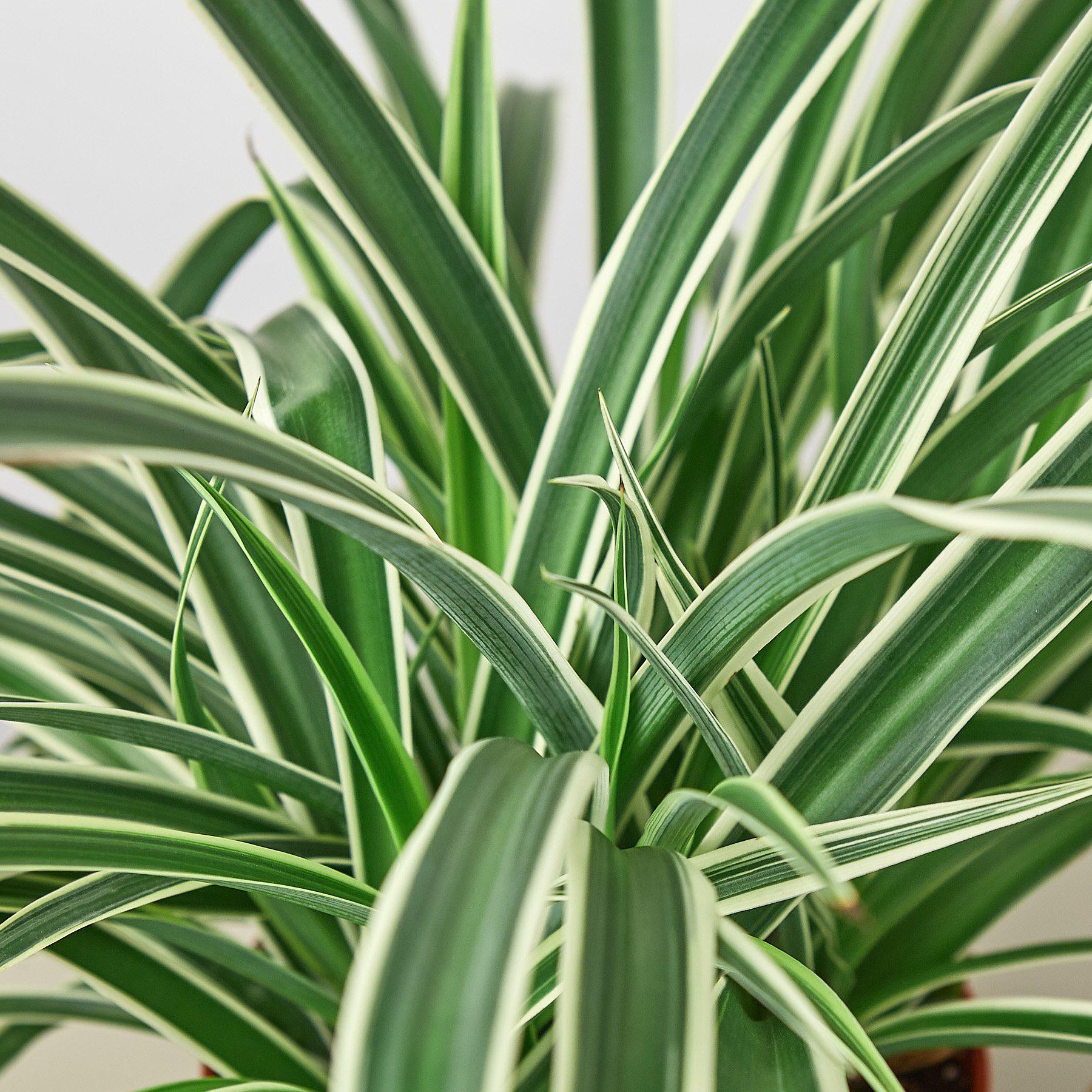 spider plant rescue House Plant Shop Spider Plant 'Reverse' – Retold Recycling