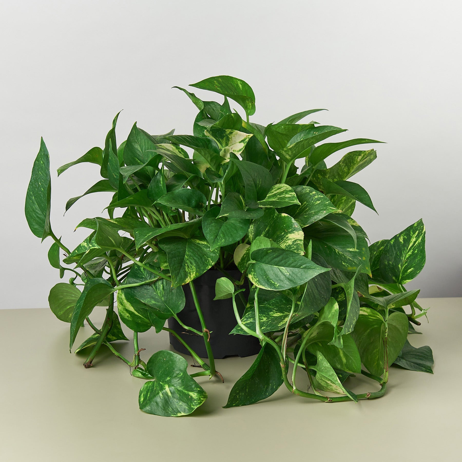 House Plant Shop Pothos 'Golden'