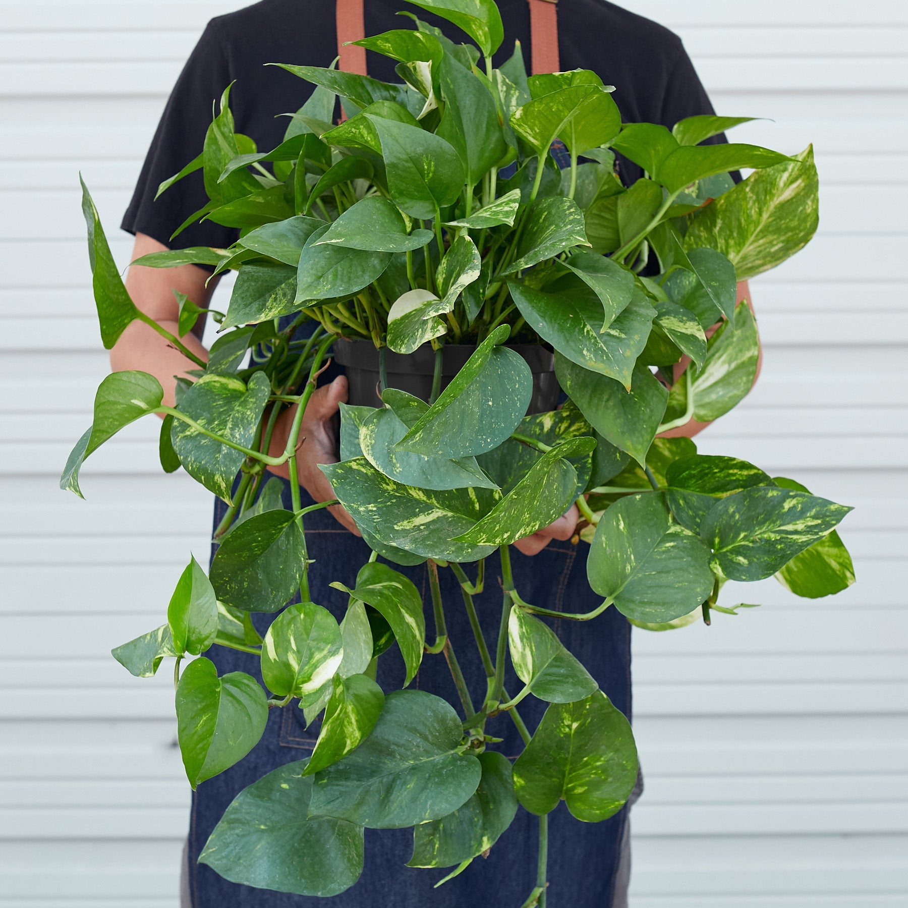 House Plant Shop Pothos 'Golden'