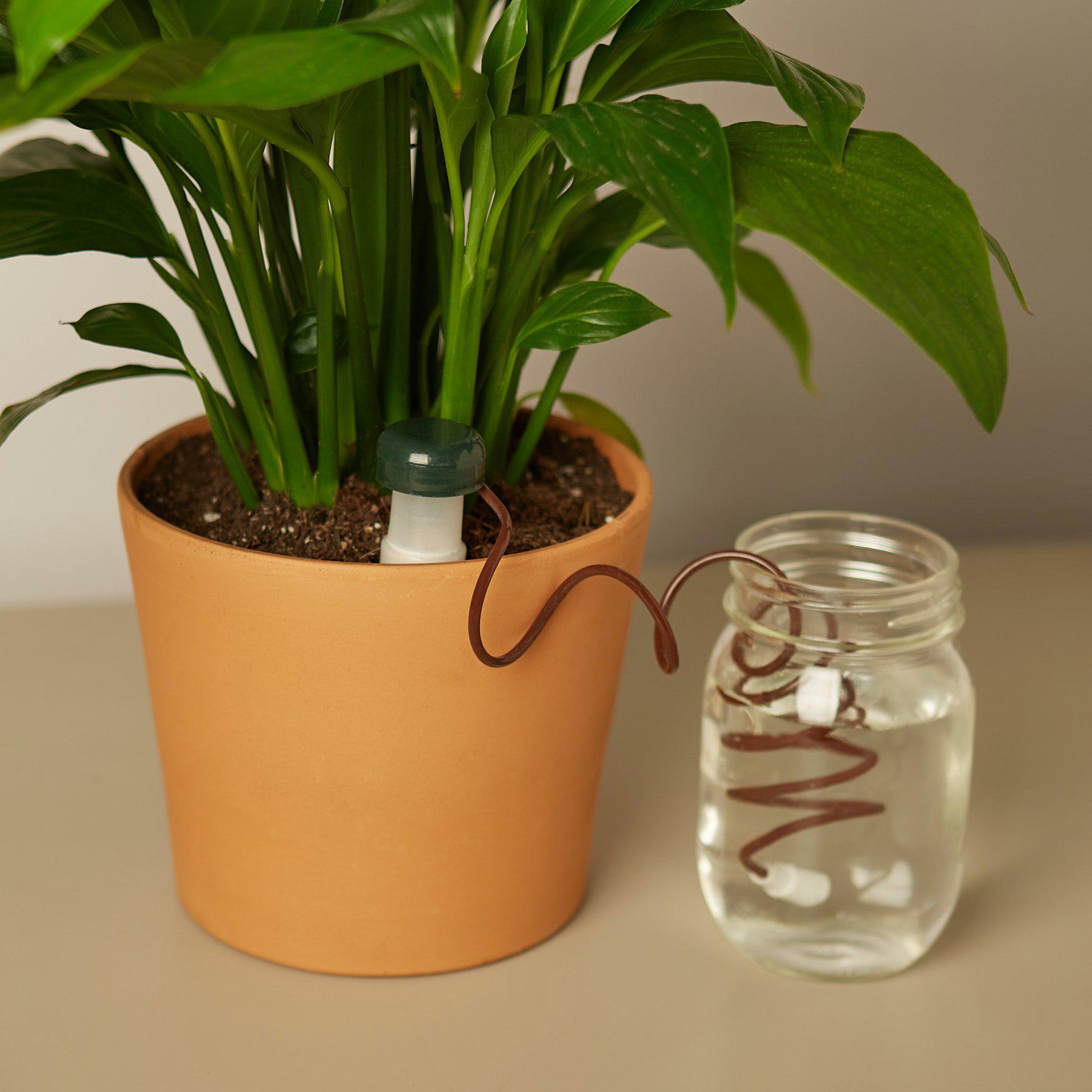 House Plant Shop: Automatic Plant Waterers