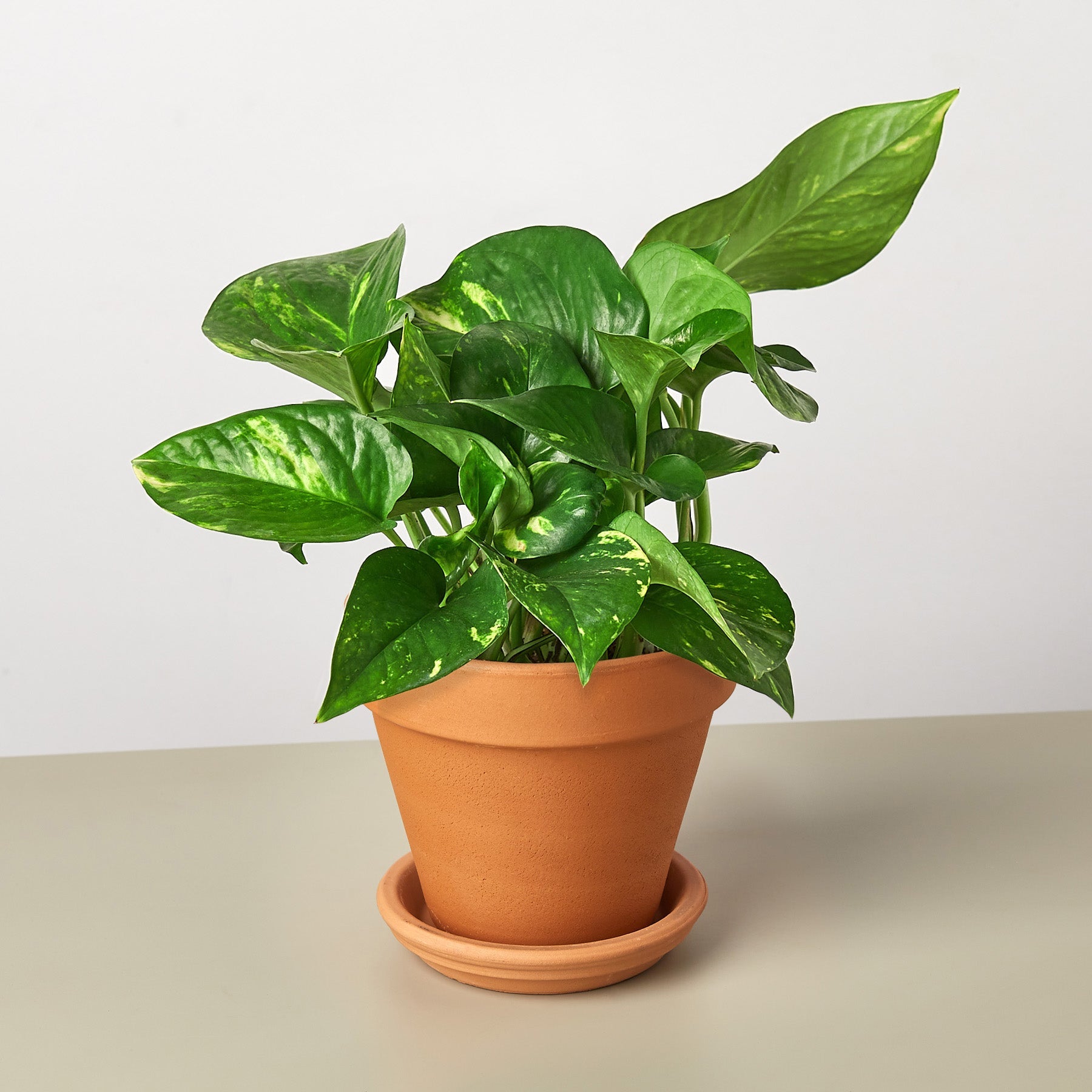 pothos plant shop Pothos Golden Live Plant, 6" Pot