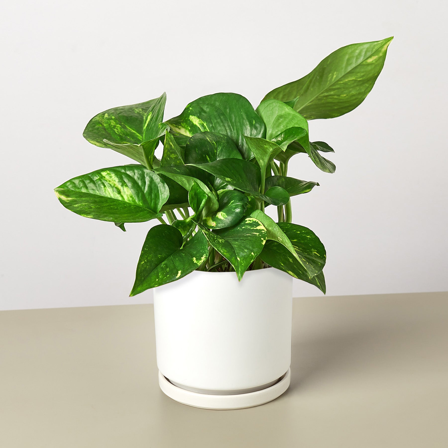 pothos doré Pothos Golden Live Plant, 6" Pot