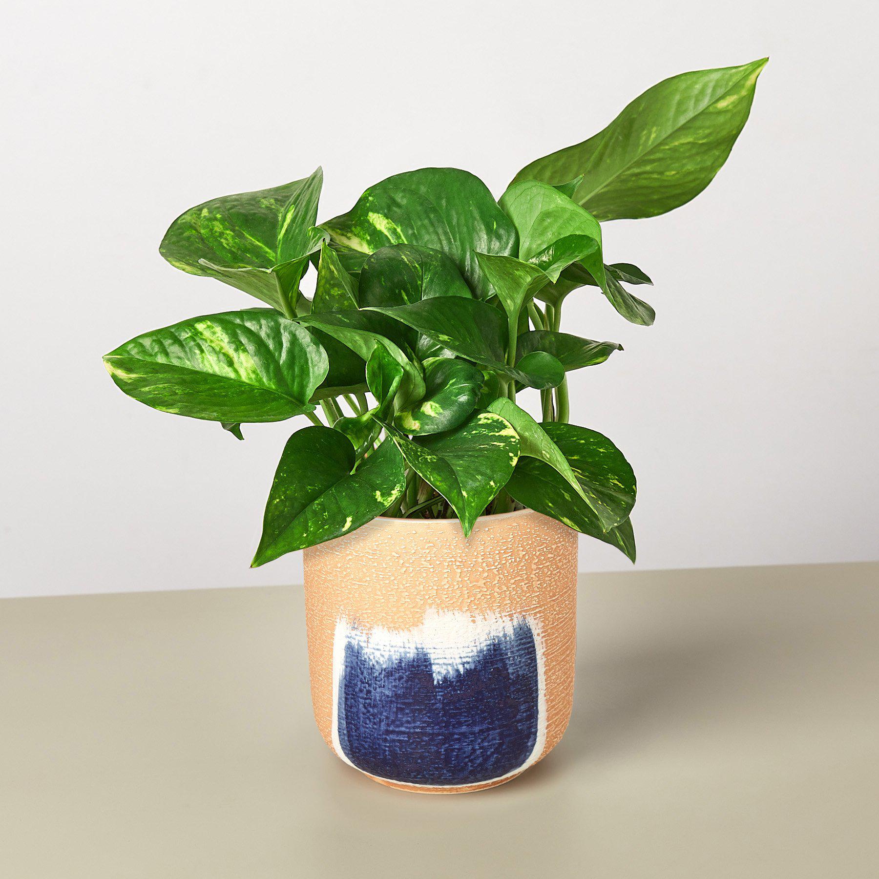 pothos retombant Pothos Golden Live Plant, 6" Pot
