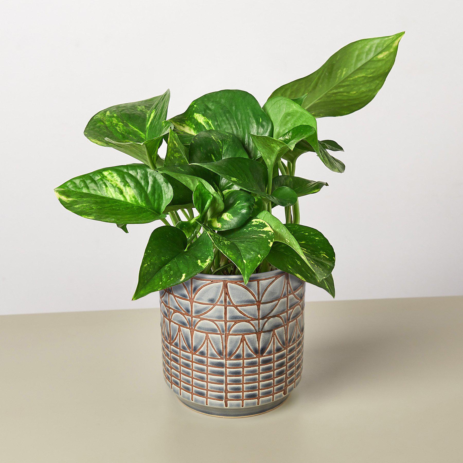 pothos plant shopping Pothos Golden Live Plant, 6" Pot