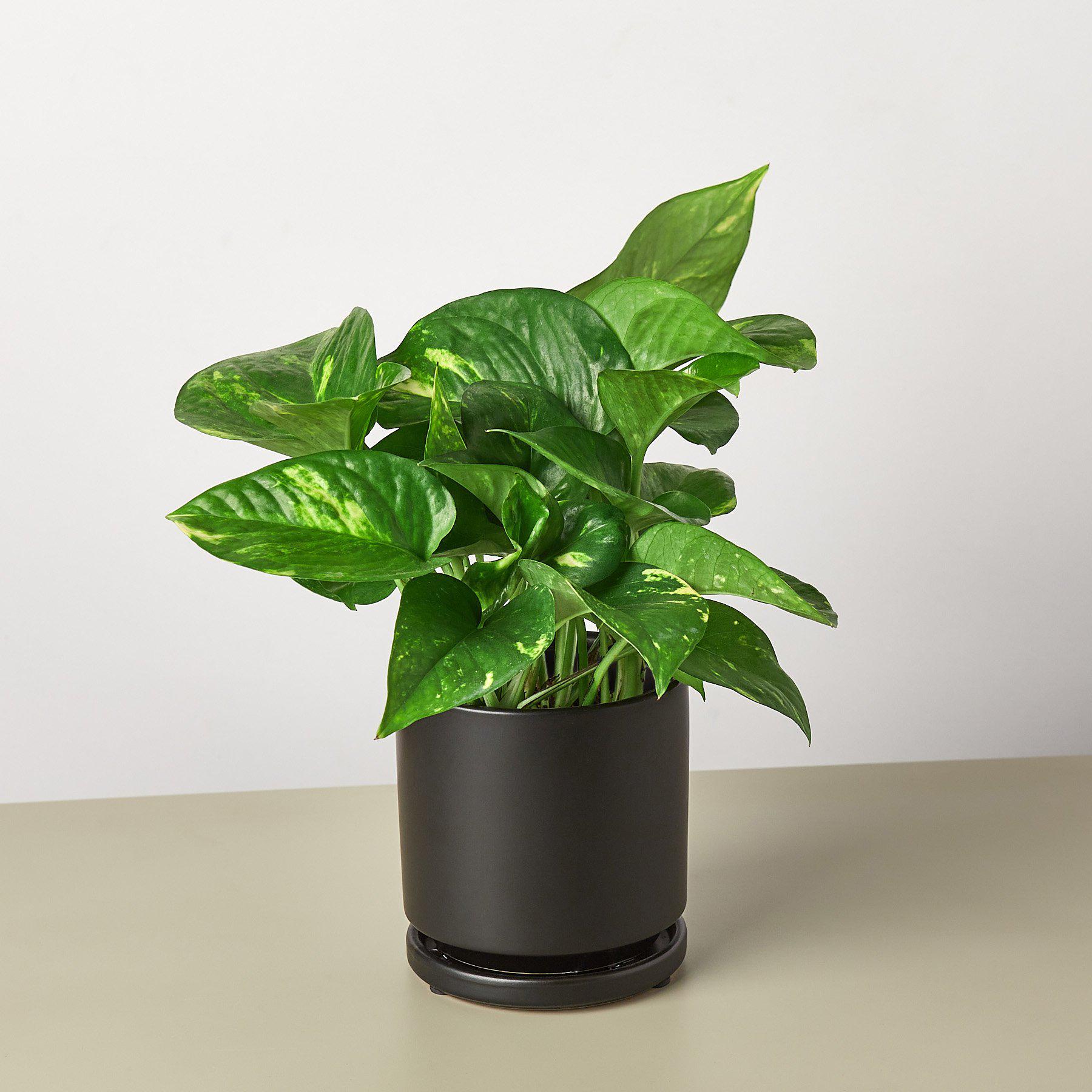 House Plant Shop Pothos 'Golden'