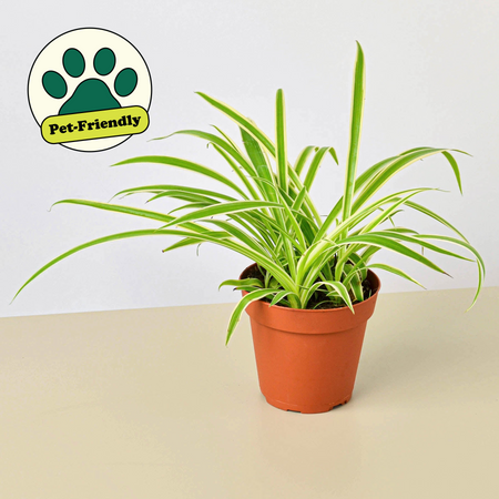 spider plant rescue House Plant Shop Spider Plant 'Reverse' – Retold Recycling