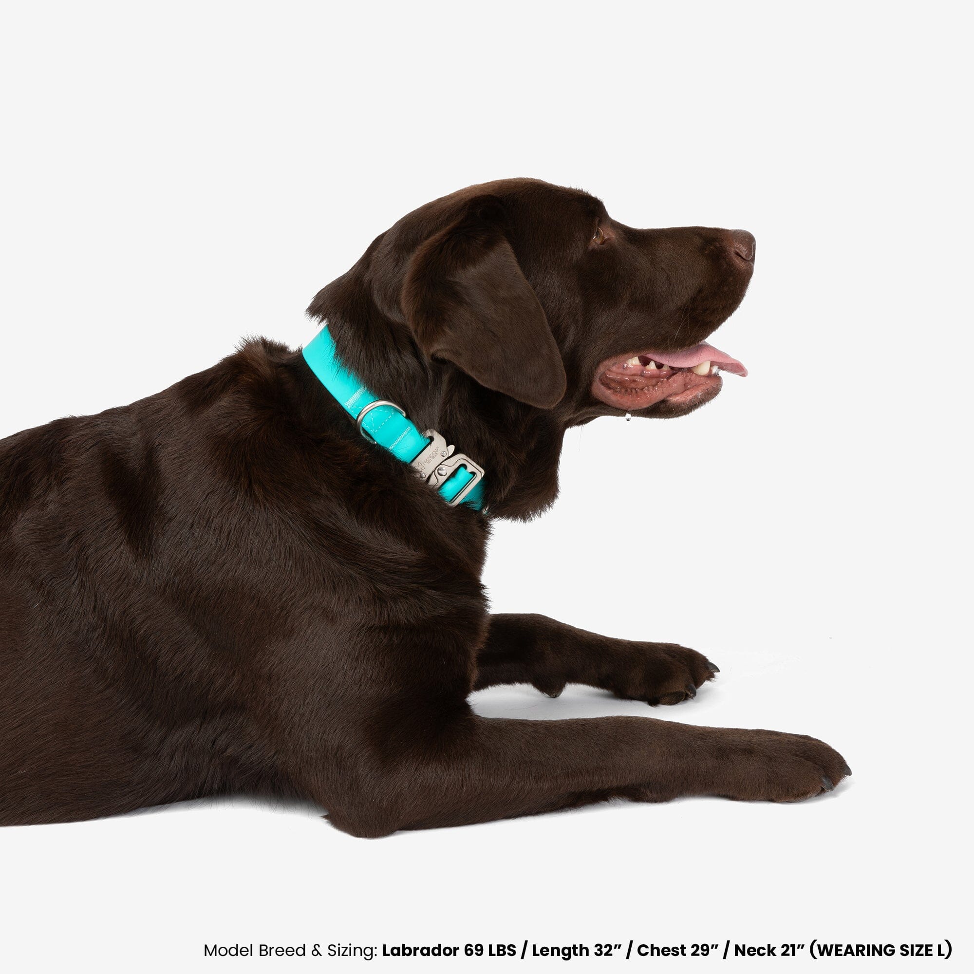Nandog Pet Gear: Waterproof Poly-Flex Sport Dog Collar (Aqua Blue)