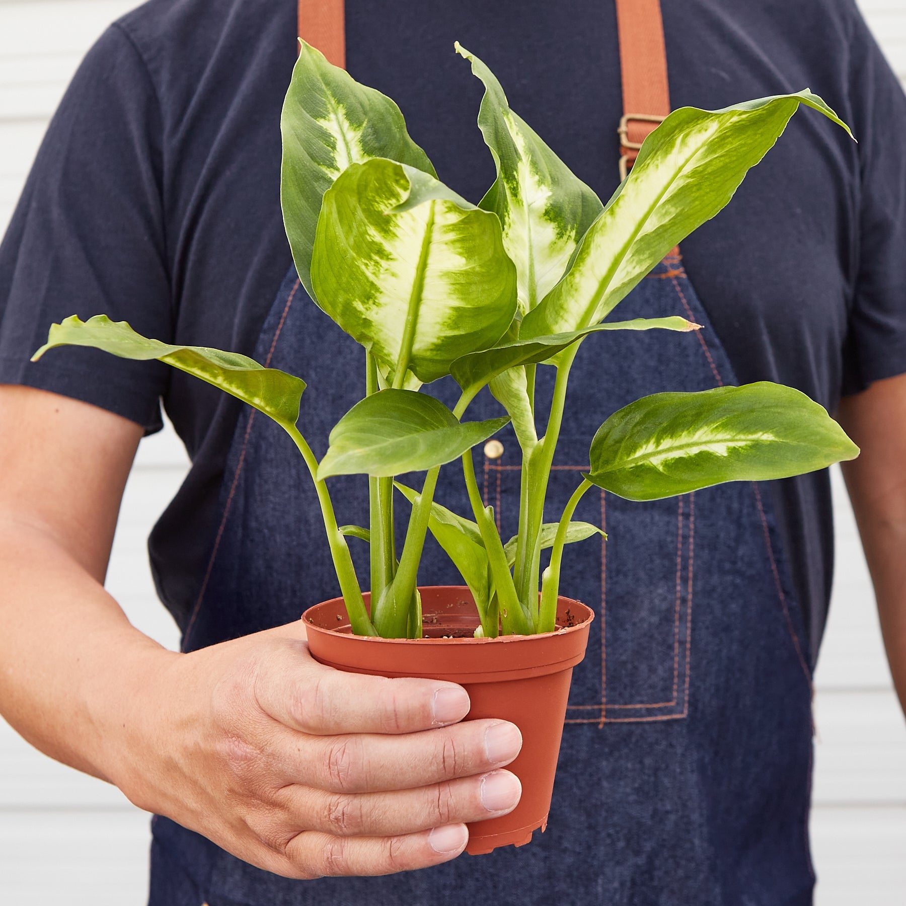 amille dieffenbachia camille House Plant Shop: Dieffenbachia Camille – Retold Recycling