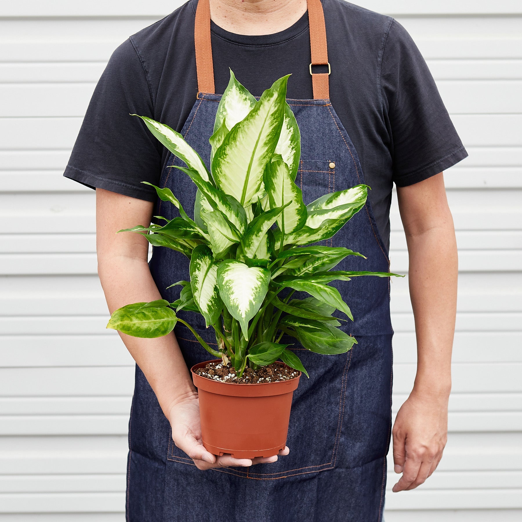 camila's house of plants House Plant Shop: Dieffenbachia Camille – Retold Recycling