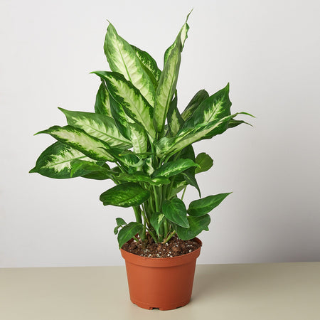 dieffenbachia ely House Plant Shop: Dieffenbachia Camille – Retold Recycling