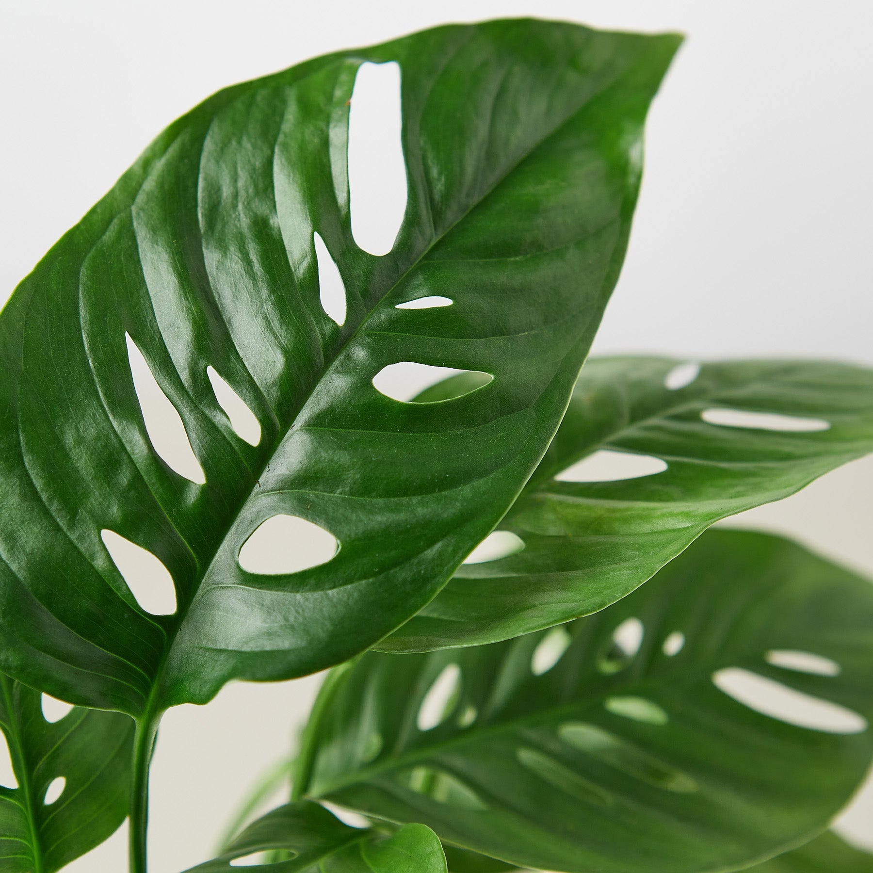 House Plant Shop: Monstera Adansonii 'Swiss Cheese'